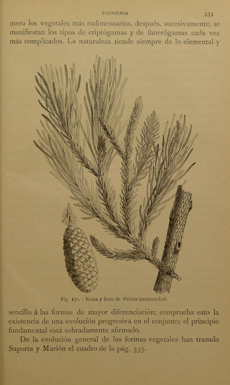 mero los vegetales más rudimentarios, después, sucesivamente, se manifiestan los tipos de criptógamas y de fanerógamas cada vez más complicados. La naturaleza tiende siempre de lo elemental y Fig 150. - Rama y fruto de Voltzia (restaurados). sencillo á las formas de mayor diferenciación; comprueba esto la existencia de una evolución progresiva en el conjunto; el principio fundamental está sobradamente afirmado. De la evolución general de las formas vegetales han trazado Saporta y Marión el cuadro de la pág. 335.