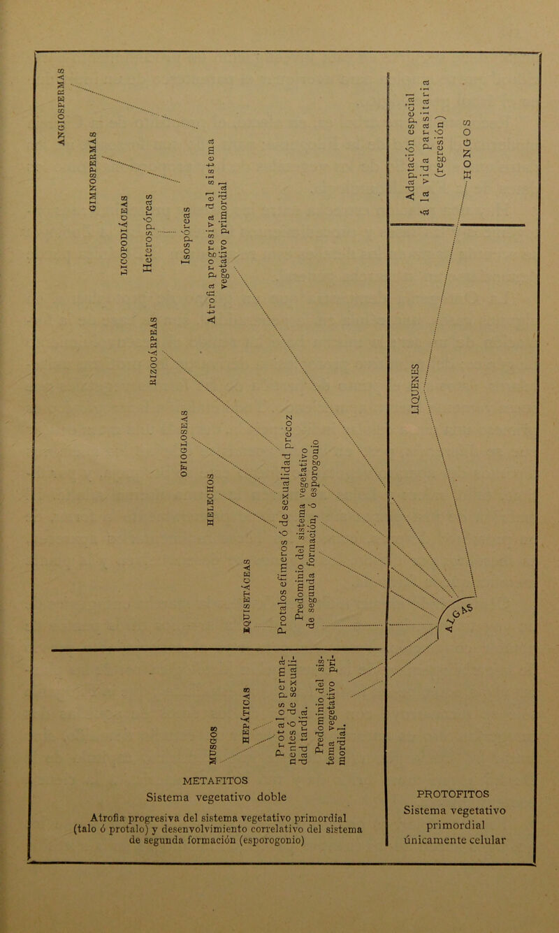ANGIOSPERMAS OQ ■<! a pí « PL| 03 O a o 02 «; o I—< O o X o o 03 rt <u u 'O CX C/3 O U, O 4~» £> ce W CX & v-<jj O o CS3 CQ ce O i-3 G3 O s o e3 a <D ce C3 O i-l vO ex ce O ce <D c3 > T3 ÍH O a *s ex o í> m <v b0!3 O o3 c_. ^ T <D ex be <D o3 ¡> tí O <¡ N O O O u CX \ Tí 03 ’\ T3 02 •p O 03 a 13 O ' X H <D >J ce 63 <u w 'O ce O u ce <u «¡ s GÉ) O '<! luí <u H ce |S O 02 t—< R oí •*-» O C? u H CX O S ’3 > o '3 feo o3 O CD O bo ÉX CU CQ > o cc5 'O a „ .s.g - <z? .Xi » § r3 a. ^ o  c5^ 03 T3 P w ES H3 6o <U X) tn ce fX o n3 ■ ’p a’ 03 O C5 02 a 02 -< O I—( H Ph S ' w ctí S § s g CX ce ce <D . o £ * .+-» ce m ' o <v 2 U pí _. P- <u ca CJ X) t I .52 ’C co fX ai O rü > e o T5 <V (h ÉX <D bo > r-í ci c¿ *T3 a s $ a METAFITOS Sistema vegetativo doble Atrofia progresiva del sistema vegetativo primordial (talo ó protalo) y desenvolvimiento correlativo del sistema de segunda formación (esporogonio) 03 • r-i 1 ce 03 ’u +-» CU • r-H CX ce ce 03 <u u ón 03 CX U 03 oJ T3 CX oS > oí < G 'O <u co O Ü z o ffi *g 00 : XI ; B/ 0 \ PROTOFITOS Sistema vegetativo primordial únicamente celular