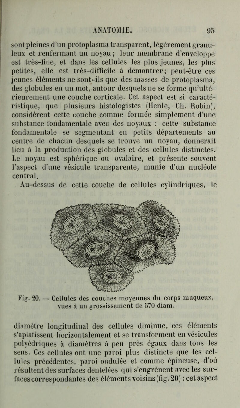 sont pleines d’un protoplasma transparent, légèrement granu- leux et renfermant un noyau; leur membrane d’enveloppe est très-fine, et dans les cellules les plus jeunes, les plus petites, elle est très-difficile à démontrer; peut-être ces jeunes éléments ne sont-ils que des masses de protoplasma, des globules en un mot, autour desquels ne se forme qu’ulté- rieurement une coucbe corticale. Cet aspect est si caracté- ristique, que plusieurs histologistes (Henle, Ch. Robin), considèrent cette couche comme formée simplement d’une substance fondamentale avec des noyaux : cette substance fondamentale se segmentant en petits départements au centre de chacun desquels se trouve un noyau, donnerait lieu à la production des globules et des cellules distinctes. Le noyau est sphérique ou ovalaire, et présente souvent l’aspect d’une vésicule transparente, munie d’un nucléole central. Au-dessus de cette couche de cellules cylindriques, le Fig. 20. — Cellules des couches moyennes du corps muqueux, vues à un grossissement de 570 diam. diamètre longitudinal des cellules diminue, ces éléments s’aplatissent horizontalement et se transforment en vésicules polyédriques à diamètres à peu près égaux dans tous les sens. Ces cellules ont une paroi plus distincte que les cel- lules précédentes, paroi ondulée et comme épineuse, d’où résultent des surfaces dentelées qui s’engrènent avec les sur- faces correspondantes des éléments voisins (fig. 20) : cet aspect