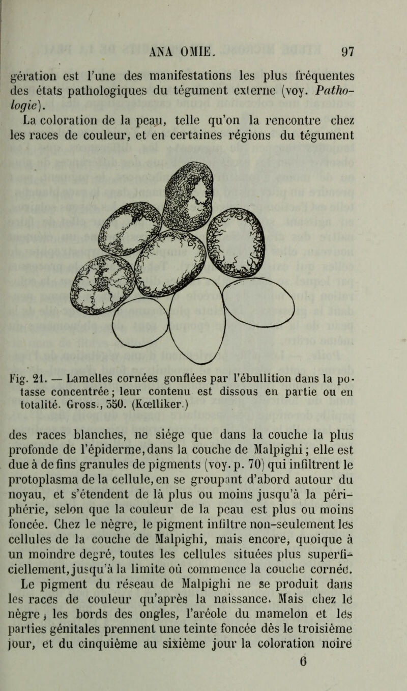 gération est l’une des manifestations les plus fréquentes des états pathologiques du tégument externe (voy. Patho- logie). La coloration de la peau, telle qu’on la rencontre chez les races de couleur, et en certaines régions du tégument Fig. 21. — Lamelles cornées gonflées par l’ébullition dans la po- tasse concentrée ; leur contenu est dissous en partie ou en totalité. Gross.,550. (Kœlliker.) des races blanches, ne siège que dans la couche la plus profonde de l’épiderme, dans la couche de Malpighi ; elle est due à de fins granules de pigments (voy. p. 70) qui infiltrent le protoplasma de la cellule, en se groupant d’abord autour du noyau, et s’étendent de là plus ou moins jusqu’à la péri- phérie, selon que la couleur de la peau est plus ou moins foncée. Chez le nègre, le pigment infiltre non-seulement les cellules de la couche de Malpighi, mais encore, quoique à un moindre degré, toutes les cellules situées plus superfi- ciellement, jusqu’à la limite où commence la couche cornée. Le pigment du réseau de Malpighi ne se produit dans les races de couleur qu’après la naissance. Mais chez le nègre * les bords des ongles, l’aréole du mamelon et les parties génitales prennent une teinte foncée dès le troisième jour, et du cinquième au sixième jour la coloration noire 6