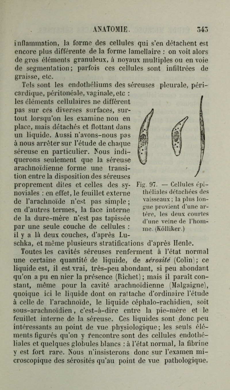 inflammation, la forme des cellules qui s’en détachent est encore plus différente de la forme lamellaire : on voit alors de gros éléments granuleux, à noyaux mulliples ou en voie de segmentation; parfois ces cellules sont infiltrées de graisse, etc. Tels sont les endothéliums des séreuses pleurale, péri- cardique, péritonéale, vaginale, etc : les éléments cellulaires ne diffèrent pas sur ces diverses surfaces, sur- tout lorsqu’on les examine non en place, mais détachés et flottant dans un liquide. Aussi n’avons-nous pas à nous arrêter sur l’étude de chaque séreuse en particulier. Nous indi- querons seulement que la séreuse arachnoïdienne forme une transi- tion entre la disposition des séreuses proprement dites et celles des sy- noviales ; en effet, le feuillet externe de l’arachnoïde n’est pas simple ; en d’autres termes, la face interne de la dure-mère n’est pas tapissée par une seule couche de cellules : il y a là deux couches, d’après Lu- schka, et même plusieurs stratifications d’après líenle. Toutes les cavités séreuses renferment à l’état normal une certaine quantité de liquide, de sérosité (Colin); ce liquide est, il est vrai, très-peu abondant, si peu abondant qu’on a pu en nier la présence (Richet) ; mais il paraît con- stant, même pour la cavité arachnoïdienne (Malgaigne), quoique ici le liquide dont on rattache d’ordinaire l’étude à celle de l’arachnoïde, le liquide céphalo-rachidien, soit sous-arachnoïdien, c’est-à-dire entre la pie-mère et le feuillet interne de la séreuse. Ces liquides sont donc peu intéressants au point de vue physiologique; les seuls élé- ments figurés qu’on y iencontre sont des cellules endothé- liales et quelques globules blancs ; à l’état normal, la fibrine y est fort rare. Nous n’insisterons donc sur l’examen mi- croscopique des sérosités qu’au point de vue pathologique. Fig. 97. — Cellules épi- théliales détachées des vaisseaux ; la plus lon- gue provient d’une ar- tère, les deux courtes d’une veine de l’hom- me. (Kôlliker.)