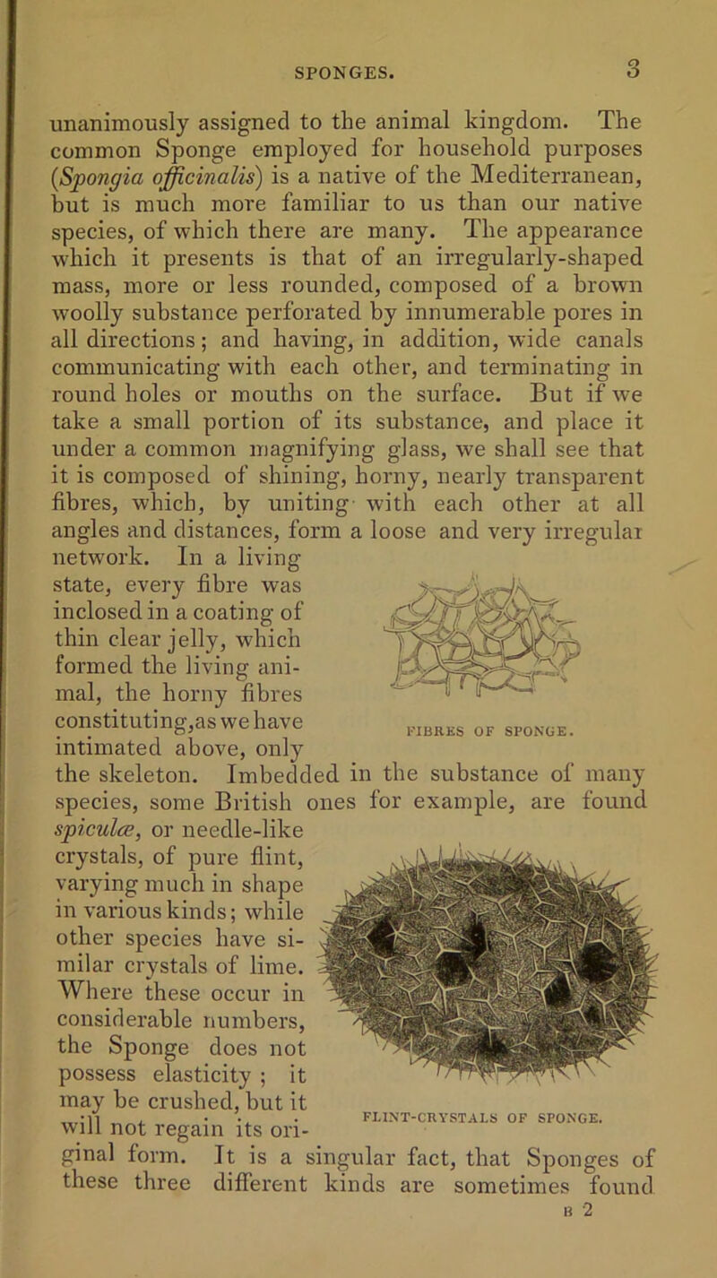 unanimously assigned to the animal kingdom. The common Sponge employed for household purposes (Spongia officinalis) is a native of the Mediterranean, but is much more familiar to us than our native species, of which there are many. The appearance which it presents is that of an irregularly-shaped mass, more or less rounded, composed of a brown woolly substance perforated by innumerable pores in all directions; and having, in addition, wide canals communicating with each other, and terminating in round holes or mouths on the surface. But if we take a small portion of its substance, and place it under a common magnifying glass, we shall see that it is composed of shining, horny, nearly transparent fibres, which, by uniting with each other at all angles and distances, form a loose and very irregular network. In a living state, every fibre was inclosed in a coating of thin clear jelly, which formed the living ani- mal, the horny fibres constituting,as we have intimated above, only the skeleton. Imbedded in the substance of many species, some British ones for example, are found spiculce, or needle-like crystals, of pure flint, varying much in shape in various kinds; while other species have si- milar crystals of lime. Where these occur in considerable numbers, the Sponge does not possess elasticity ; it may be crushed, but it will not regain its ori- ginal form. It is a singular fact, that Sponges of these three different kinds are sometimes found FIBRES OF SPONGE. FLINT-CRYSTALS OF SPONGE.