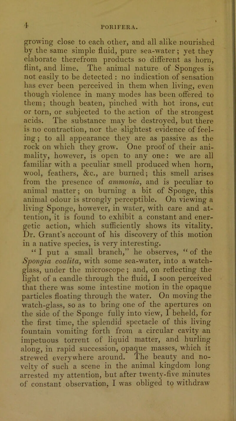 P0R1FERA. growing close to each other, and all alike nourished by the same simple fluid, pure sea-water; yet they elaborate therefrom products so different as horn, flint, and lime. The animal nature of Sponges is not easily to be detected : no indication of sensation has ever been perceived in them when living, even though violence in many modes has been offered to them; though beaten, pinched with hot irons, cut or torn, or subjected to the action of the strongest acids. The substance may be destroyed, but there is no contraction, nor tlie slightest evidence of feel- ing ; to all appearance they are as passive as the rock on which they grow. One proof of their ani- mality, however, is open to any one: we are all familiar with a peculiar smell produced when horn, wool, feathers, See., are burned; this smell arises from the presence of ammonia, and is peculiar to animal matter; on burning a bit of Sponge, this animal odour is strongly perceptible. On viewing a living Sponge, however, in water, with care and at- tention, it is found to exhibit a constant and ener- getic action, which sufficiently shows its vitality. Dr. Grant’s account of his discovery of this motion in a native species, is very interesting. “ I put a small branch,” he observes, “ of the Spongia coalita, with some sea-water, into a watch- glass, under the microscope; and, on reflecting the light of a candle through the fluid, I soon perceived that there was some intestine motion in the opaque particles floating through the water. On moving the watch-glass, so as to bring one of the apertures on the side of the Sponge fully into view, I beheld, for the first time, the splendid spectacle of this living fountain vomiting forth from a circular cavity an impetuous torrent of liquid matter, and hurling along, in rapid succession, opaque masses, which it strewed everywhere around. The beauty and no- velty of such a scene in the animal kingdom long arrested my attention, but after twenty-five minutes of constant observation, I was obliged to withdraw