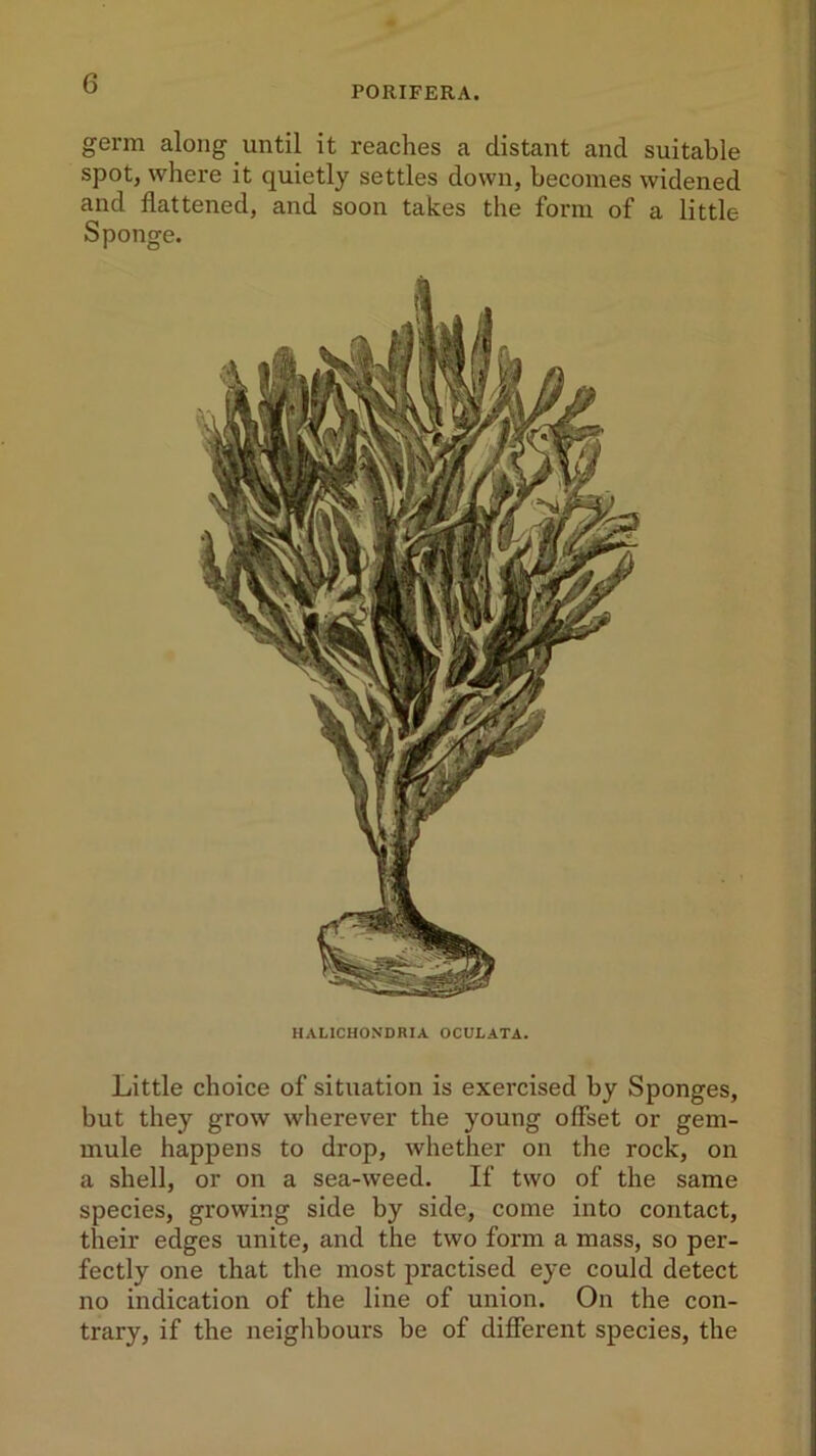 PORIFERA. germ along until it reaches a distant and suitable spot, where it quietly settles down, becomes widened and flattened, and soon takes the form of a little Sponge. H ALICHONDRIA OCULATA. Little choice of situation is exercised by Sponges, but they grow wherever the young offset or gem- mule happens to drop, whether on the rock, on a shell, or on a sea-weed. If two of the same species, growing side by side, come into contact, their edges unite, and the two form a mass, so per- fectly one that the most practised eye could detect no indication of the line of union. On the con- trary, if the neighbours be of different species, the