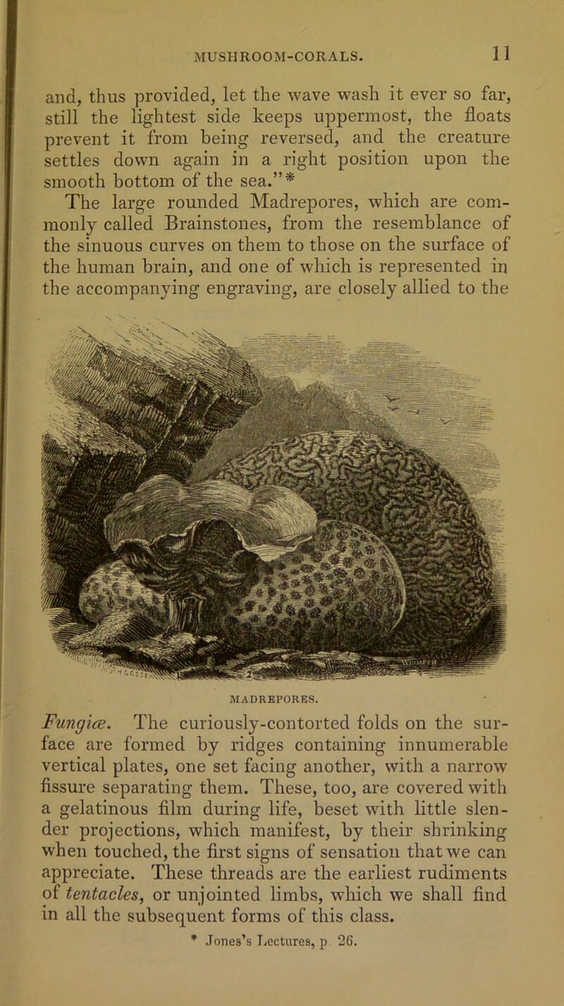 Fungice. The curiously-contorted folds on the sur- face are formed by ridges containing innumerable vertical plates, one set facing another, with a narrow fissure separating them. These, too, are covered with a gelatinous film during life, beset with little slen- der projections, which manifest, by their shrinking when touched, the first signs of sensation that we can appreciate. These threads are the earliest rudiments of tentacles, or unjointed limbs, which we shall find in all the subsequent forms of this class. * Jones’s Lectures, p 26. and, thus provided, let the wave wash it ever so far, still the lightest side keeps uppermost, the floats prevent it from being reversed, and the creature settles down again in a right position upon the smooth bottom of the sea.”* The large rounded Madrepores, which are com- monly called Brainstones, from the resemblance of the sinuous curves on them to those on the surface of the human brain, and one of which is represented in the accompanying engraving, are closely allied to the MADREPORES.