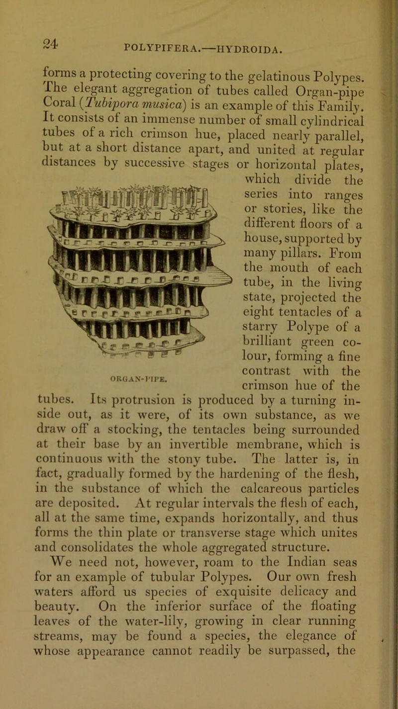 forms a protecting covering to the gelatinous Polypes. The elegant aggregation of tubes called Organ-pipe Coral (.Tubipora musica) is an example of this Family. It consists ot an immense number of small cylindrical tubes ot a rich crimson hue, placed nearly parallel, but at a short distance apart, and united at regular distances by successive stages or horizontal plates, which divide the series into ranges or stories, like the different floors of a huuse, supported by many pillars. From the mouth of each tube, in the living state, projected the eight tentacles of a starry Polype of a brilliant green co- lour, forming a fine contrast with the crimson hue of the tubes. Its protrusion is produced by a turning in- side out, as it were, of its own substance, as we draw off a stocking, the tentacles being surrounded at their base by an invertible membrane, which is continuous with the stony tube. The latter is, in fact, gradually formed by the hardening of the flesh, in the substance of which the calcareous particles are deposited. At regular intervals the flesh of each, all at the same time, expands horizontally, and thus forms the thin plate or transverse stage which unites and consolidates the whole aggregated structure. We need not, however, roam to the Indian seas for an example of tubular Polypes. Our own fresh waters afford us species of exquisite delicacy and beauty. On the inferior surface of the floating leaves of the water-lily, growing in clear running streams, may be found a species, the elegance of whose appearance cannot readily be surpassed, the ORGAN-PIPE.