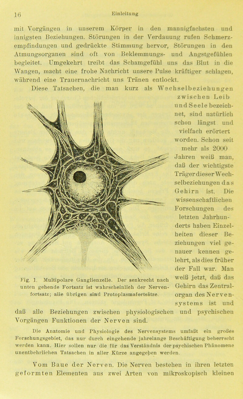 mit Vorgängen in unserem Körper in den mannigfachsten und innigsten Beziehungen. Störungen in der Verdauung rufen Schmerz- empfindungen und gedrückte Stimmung hervor, Störungen in den Atmungsorganen sind oft von Beklemmung»- und Angstgefühlen begleitet. Umgekehrt treibt das Schamgefühl uns das Blut in die Wangen, macht eine frohe Nachricht unsere Pulse kräftiger schlagen, während eine Trauernachricht uns Tränen entlockt. Diese Tatsachen, die man kurz als Wechselbeziehungen zwischen Leib und Seele bezeich- net, sind natürlich schon längst und vielfach erörtert worden. Schon seit mehr als 2000 Jahren weiß mau, daß der wichtigste Träger dieser Wech- selbeziehungen das Gehirn ist. Die wissenschaftlichen Forschungen des letzten Jahrhun- derts haben Einzel- heiten dieser Be- ziehungen viel ge- nauer kennen ge- lehrt, als dies früher der Fall war. Man Fig. 1. Multipolare Ganglienzelle. Der senkrecht nach daß das unten gehende Fortsatz ist wahrscheinlich der Nerven- Gehirn das Zentral- fortsatz; alle übrigen sind Protoplasmafortsätze. Ol'gan des Nerven- systems ist und daß alle Beziehungen zwischen physiologischen und psychischen Vorgängen Funktionen der Nerven sind. Die Anatomie und Physiologie des Nervensystems umfaßt ein großes Forschungsgebiet, das nur durch eingehende jahrelange Beschäftigung beherrscht werden kann. Hier sollen nur die für das Verständnis der psychischen Phänomene unentbehrlichen Tatsachen in aller Kürze angegeben werden. Vom Baue der Nerven. Die Nerven bestehen in ihren letzten geformten Elementen aus zwei Arten von mikroskopisch kleinen