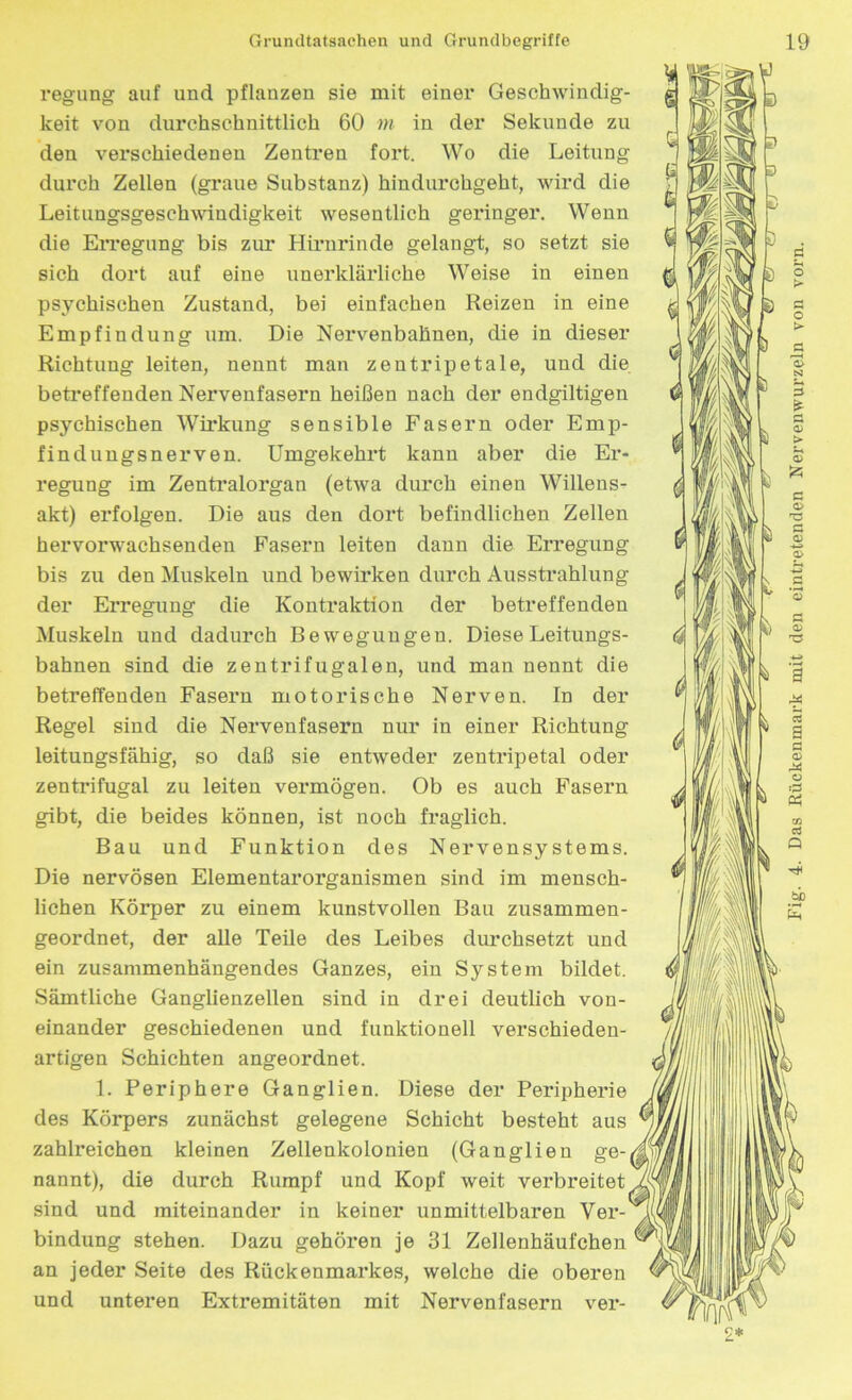 regung auf und pflanzen sie mit einer Geschwindig- keit von durchschnittlich 60 m in der Sekunde zu den verschiedenen Zentren fort. Wo die Leitung durch Zellen (graue Substanz) hindurchgeht, wird die Leitungsgeschwindigkeit wesentlich geringer. Wenn die Erregung bis zur Hirnrinde gelangt, so setzt sie sich dort auf eine unerklärliche Weise in einen psychischen Zustand, bei einfachen Reizen in eine Empfindung um. Die Nervenbahnen, die in dieser Richtung leiten, nennt man zentripetale, und die betreffenden Nervenfasern heißen nach der endgiltigen psychischen Wirkung sensible Fasern oder Emp- findungsnerven. Umgekehrt kann aber die Er- regung im Zentralorgan (etwa durch einen Willens- akt) erfolgen. Die aus den dort befindlichen Zellen hervorwachsenden Fasern leiten dann die Erregung bis zu den Muskeln und bewirken durch Ausstrahlung der Erregung die Kontraktion der betreffenden Muskeln und dadurch Bewegungen. Diese Leitungs- bahnen sind die zentrifugalen, und man nennt die betreffenden Fasern motorische Nerven. In der Regel sind die Nervenfasern nur in einer Richtung leitungsfähig, so daß sie entweder zentripetal oder zentrifugal zu leiten vermögen. Ob es auch Fasern gibt, die beides können, ist noch fraglich. Bau und Funktion des Nervensystems. Die nervösen Elementarorganismen sind im mensch- lichen Körper zu einem kunstvollen Bau zusammen- geordnet, der alle Teile des Leibes durchsetzt und ein zusammenhängendes Ganzes, ein System bildet. Sämtliche Ganglienzellen sind in drei deutlich von- einander geschiedenen und funktionell verschieden- artigen Schichten angeordnet. 1. Periphere Ganglien. Diese der Peripherie des Körpers zunächst gelegene Schicht besteht aus zahlreichen kleinen Zellenkolonien (Ganglien ge- nannt), die durch Rumpf und Kopf weit verbreitet sind und miteinander in keiner unmittelbaren Ver- bindung stehen. Dazu gehören je 31 Zellenhäufchen an jeder Seite des Rückenmarkes, welche die oberen und unteren Extremitäten mit Nervenfasern ver- 4 m Das Rückenmark mit den eintretenden Nervenwurzeln von vorn.