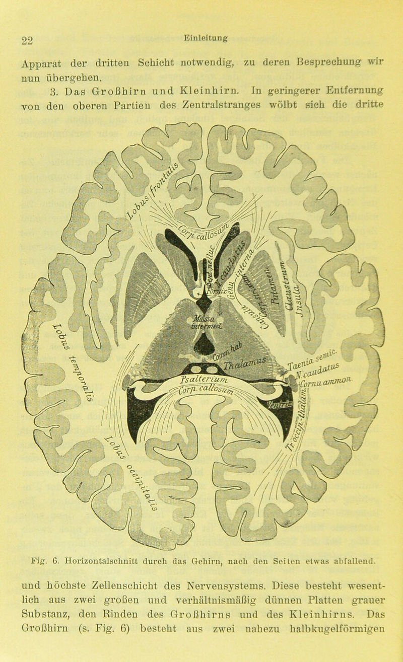 Apparat der dritten Schicht notwendig, zu deren Besprechung wir nun übergehen. 3. Das Großhirn und Kleinhirn, in geringerer Entfernung von den oberen Partien des Zentralstranges wölbt sich die dritte Fig. 6. Ilorizontalsclinitt durch das Gehirn, nach den Seiten etwas abfallend. und höchste Zellenschicht des Nervensystems. Diese besteht wesent- lich aus zwei großen und verhältnismäßig dünnen Platten grauer Substanz, den Rinden des Großhirns und des Kleinhirns. Das Großhirn (s. Fig. 6) besteht aus zwei nahezu halbkugelförmigen