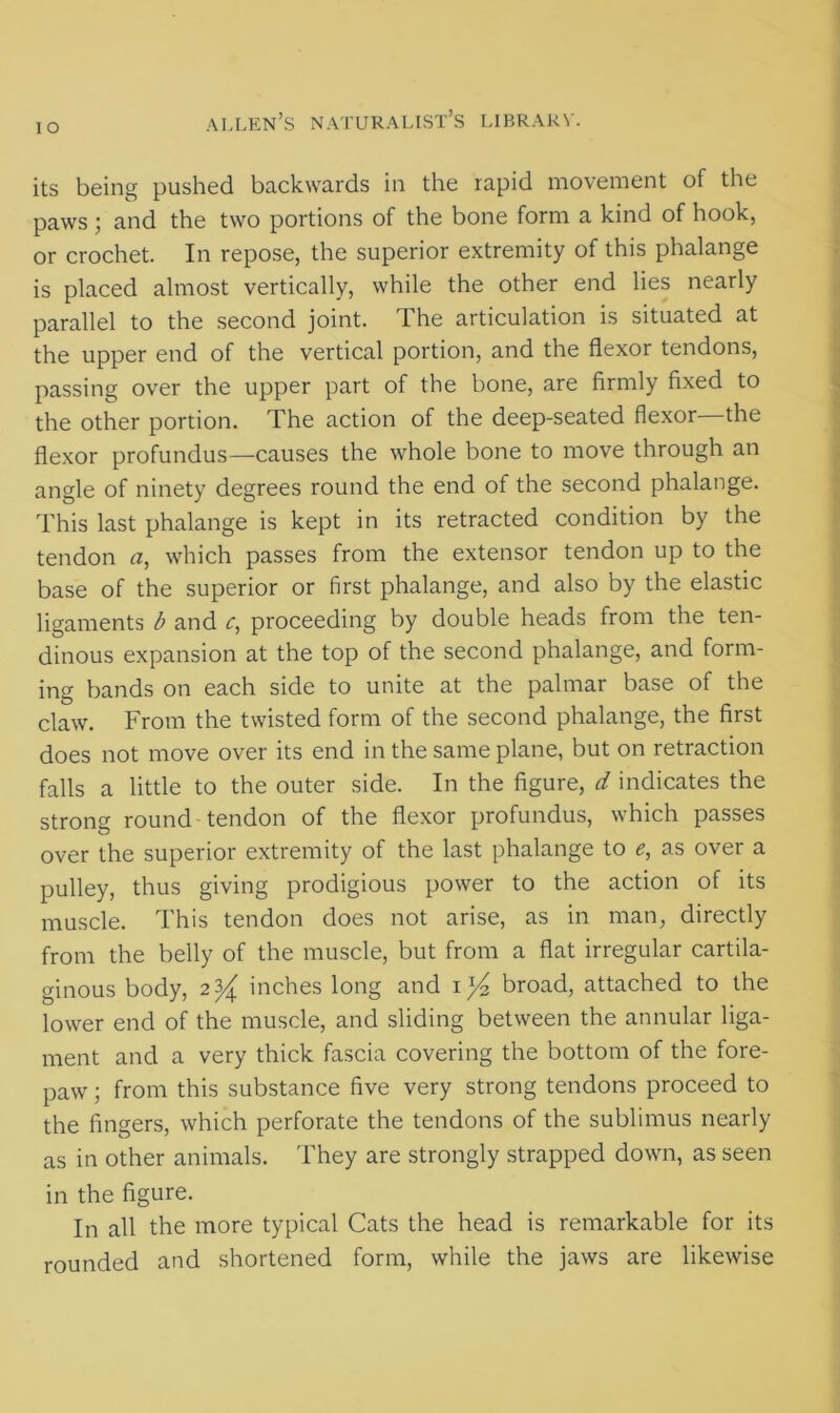 IO its being pushed backwards in the rapid movement of the paws; and the two portions of the bone form a kind of hook, or crochet. In repose, the superior extremity of this phalange is placed almost vertically, while the other end lies nearly parallel to the second joint. The articulation is situated at the upper end of the vertical portion, and the flexor tendons, passing over the upper part of the bone, are firmly fixed to the other portion. The action of the deep-seated flexor the flexor profundus—causes the whole bone to move through an angle of ninety degrees round the end of the second phalange. This last phalange is kept in its retracted condition by the tendon a, which passes from the extensor tendon up to the base of the superior or first phalange, and also by the elastic ligaments b and c, proceeding by double heads from the ten- dinous expansion at the top of the second phalange, and form- ing bands on each side to unite at the palmar base of the claw. From the twisted form of the second phalange, the first does not move over its end in the same plane, but on retraction falls a little to the outer side. In the figure, d indicates the strong round tendon of the flexor profundus, which passes over the superior extremity of the last phalange to e, as over a pulley, thus giving prodigious power to the action of its muscle. This tendon does not arise, as in man, directly from the belly of the muscle, but from a flat irregular cartila- ginous body, 23/£ inches long and il/i broad, attached to the lower end of the muscle, and sliding between the annular liga- ment and a very thick fascia covering the bottom of the fore- paw ; from this substance five very strong tendons proceed to the fingers, which perforate the tendons of the sublimus nearly as in other animals. They are strongly strapped down, as seen in the figure. In all the more typical Cats the head is remarkable for its rounded and shortened form, while the jaws are likewise