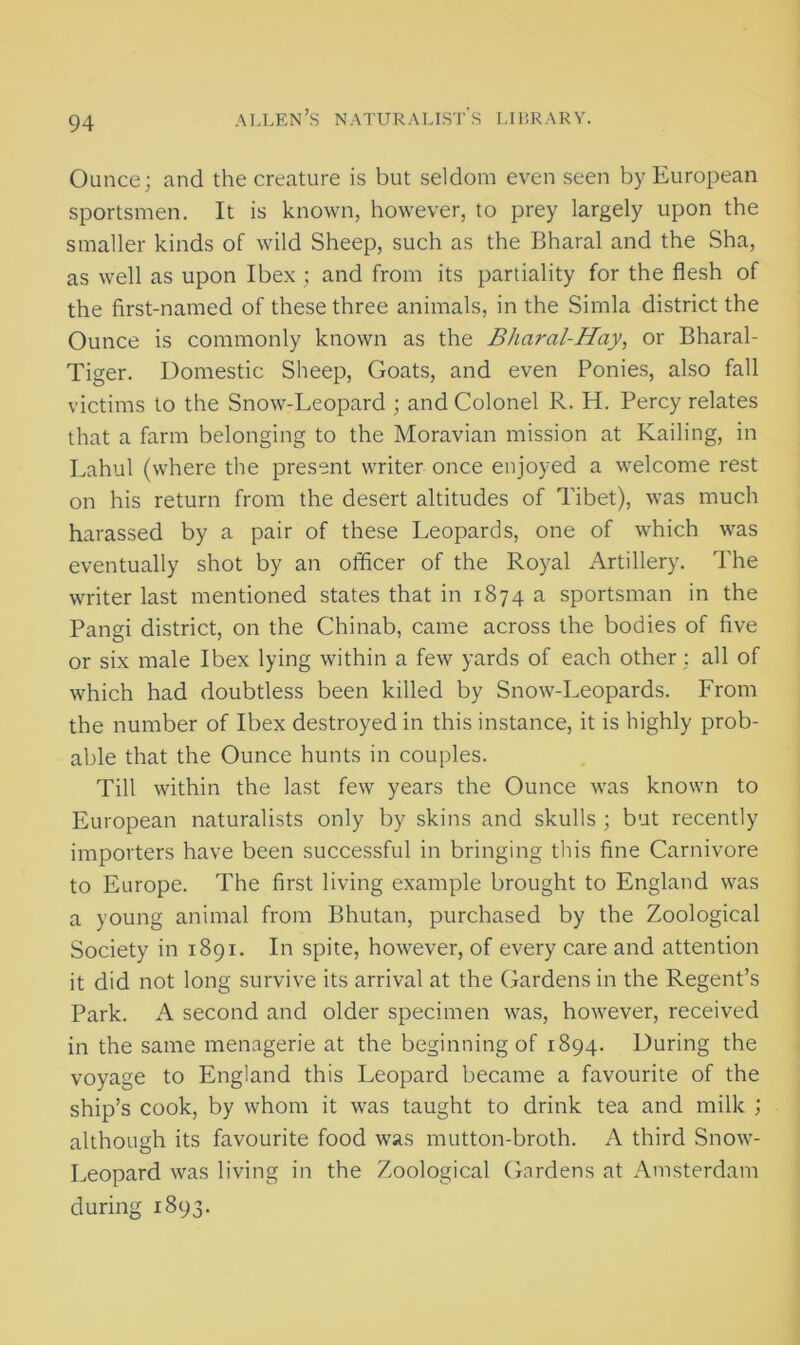 Ounce; and the creature is but seldom even seen by European sportsmen. It is known, however, to prey largely upon the smaller kinds of wild Sheep, such as the Bharal and the Sha, as well as upon Ibex ; and from its partiality for the flesh of the first-named of these three animals, in the Simla district the Ounce is commonly known as the Bharal-Hay, or Bharal- Tiger. Domestic Sheep, Goats, and even Ponies, also fall victims to the Snow-Leopard ; and Colonel R. H. Percy relates that a farm belonging to the Moravian mission at Railing, in Lahul (where the present writer once enjoyed a welcome rest on his return from the desert altitudes of Tibet), was much harassed by a pair of these Leopards, one of which was eventually shot by an officer of the Royal Artillery. The writer last mentioned states that in 1874 a sportsman in the Pangi district, on the Chinab, came across the bodies of five or six male Ibex lying within a few yards of each other ; all of which had doubtless been killed by Snow-Leopards. Lrom the number of Ibex destroyed in this instance, it is highly prob- able that the Ounce hunts in couples. Till within the last few years the Ounce was known to European naturalists only by skins and skulls ; but recently importers have been successful in bringing this fine Carnivore to Europe. The first living example brought to England was a young animal from Bhutan, purchased by the Zoological Society in 1891. In spite, however, of every care and attention it did not long survive its arrival at the Gardens in the Regent’s Park. A second and older specimen was, however, received in the same menagerie at the beginning of 1894. During the voyage to England this Leopard became a favourite of the ship’s cook, by whom it was taught to drink tea and milk ; although its favourite food was mutton-broth. A third Snow- Leopard was living in the Zoological Gardens at Amsterdam during 1893.