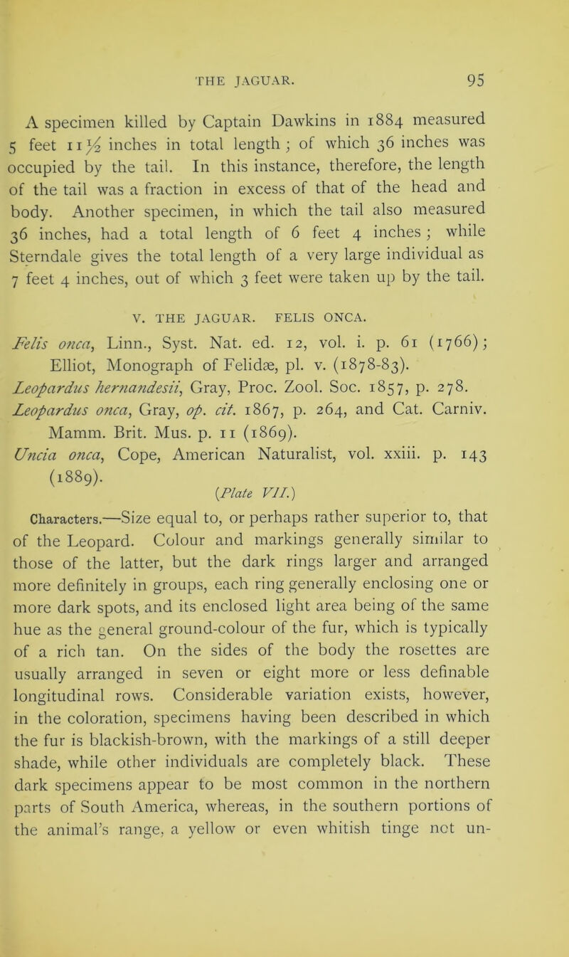 A specimen killed by Captain Dawkins in 1884 measured 5 feet ii}4 inches in total length ; of which 36 inches was occupied by the tail. In this instance, therefore, the length of the tail was a fraction in excess of that of the head and body. Another specimen, in which the tail also measured 36 inches, had a total length of 6 feet 4 inches ; while Sterndale gives the total length of a very large individual as 7 feet 4 inches, out of which 3 feet were taken up by the tail. V. THE JAGUAR. FELIS ONCA. Felis oncn, Linn., Syst. Nat. ed. 12, vol. i. p. 61 (1766); Elliot, Monograph of Felidae, pi. v. (1878-83). Leopardus 7ierna?idesii, Gray, Proc. Zool. Soc. 1857, p. 278. Leopardus onca, Gray, op. cit. 1867, p. 264, and Cat. Carniv. Mamm. Brit. Mus. p. 11 (1869). Uncia onca, Cope, American Naturalist, vol. xxiii. p. 143 (1889). [Plate VII.) Characters.—Size equal to, or perhaps rather superior to, that of the Leopard. Colour and markings generally similar to those of the latter, but the dark rings larger and arranged more definitely in groups, each ring generally enclosing one or more dark spots, and its enclosed light area being of the same hue as the general ground-colour of the fur, which is typically of a rich tan. On the sides of the body the rosettes are usually arranged in seven or eight more or less definable longitudinal rows. Considerable variation exists, however, in the coloration, specimens having been described in which the fur is blackish-brown, with the markings of a still deeper shade, while other individuals are completely black. These dark specimens appear to be most common in the northern parts of South America, whereas, in the southern portions of the animal’s range, a yellow or even whitish tinge not un-