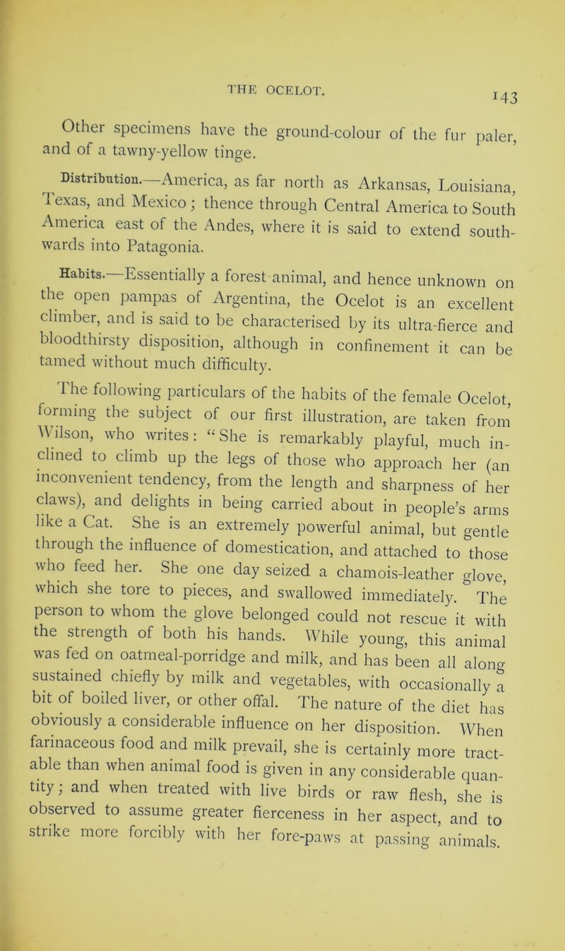 M3 Other specimens have the ground-colour of the fur paler, and of a tawny-yellow tinge. , Distribution.—America, as far north as Arkansas, Louisiana, Texas, and Mexico; thence through Central America to South America east of the Andes, where it is said to extend south- wards into Patagonia. Habits.—Essentially a forest animal, and hence unknown on the open pampas of Argentina, the Ocelot is an excellent climber, and is said to be characterised by its ultra-fierce and bloodthirsty disposition, although in confinement it can be tamed without much difficulty. The following particulars of the habits of the female Ocelot, forming the subject of our first illustration, are taken from Wilson, who writes: “ She is remarkably playful, much in- clined to climb up the legs of those who approach her (an inconvenient tendency, from the length and sharpness of her claws), and delights in being carried about in people’s arms like a Cat. She is an extremely powerful animal, but gentle through the influence of domestication, and attached to those who feed her. She one day seized a chamois-leather glove, which she tore to pieces, and swallowed immediately. The person to whom the glove belonged could not rescue it with the strength of both his hands. While young, this animal was fed on oatmeal-porridge and milk, and has been all along sustained chiefly by milk and vegetables, with occasionally a bit of boiled liver, or other offal. The nature of the diet has obviously a considerable influence on her disposition. When farinaceous food and milk prevail, she is certainly more tract- able than when animal food is given in any considerable quan- tity ; and when treated with live birds or raw flesh, she is observed to assume greater fierceness in her aspect’and to strike more forcibly with her fore-paws at passing animals