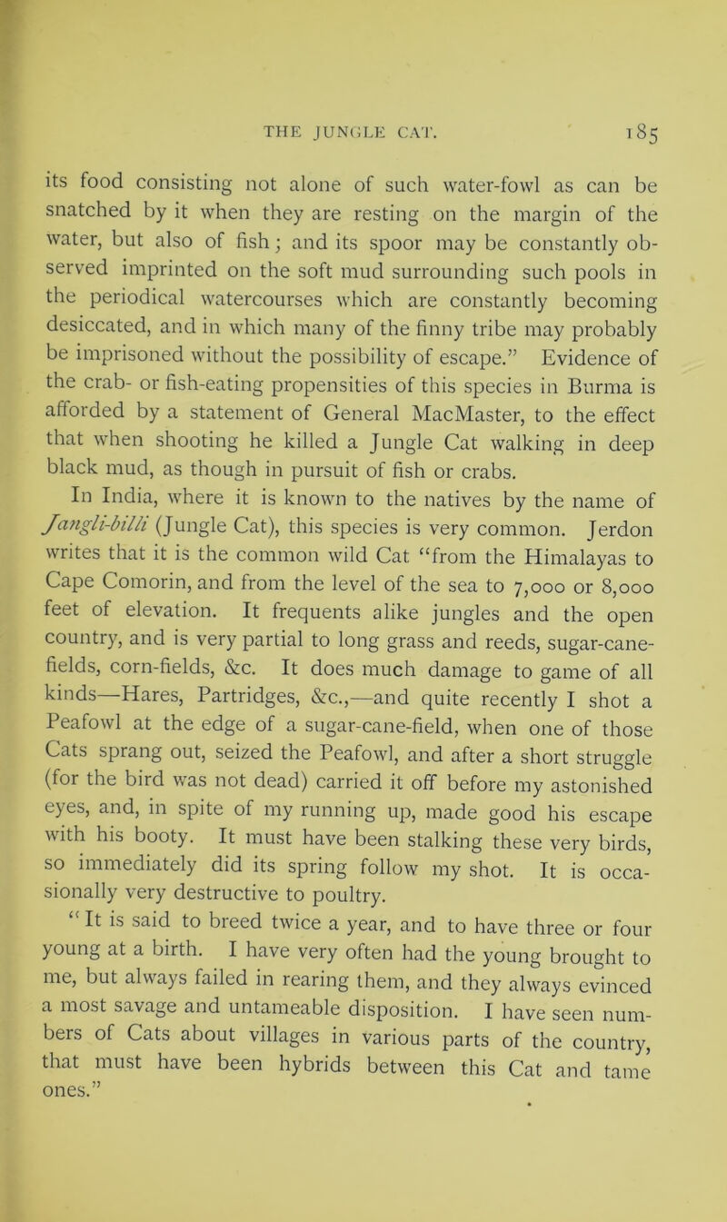its food consisting not alone of such water-fowl as can be snatched by it when they are resting on the margin of the water, but also of fish; and its spoor may be constantly ob- served imprinted on the soft mud surrounding such pools in the periodical watercourses which are constantly becoming desiccated, and in which many of the finny tribe may probably be imprisoned without the possibility of escape.” Evidence of the crab- or fish-eating propensities of this species in Burma is afforded by a statement of General MacMaster, to the effect that when shooting he killed a Jungle Cat walking in deep black mud, as though in pursuit of fish or crabs. In India, where it is known to the natives by the name of Jangli-billi (Jungle Cat), this species is very common. Jerdon writes that it is the common wild Cat “from the Himalayas to Cape Comorin, and from the level of the sea to 7,000 or 8,000 feet of elevation. It frequents alike jungles and the open country, and is very partial to long grass and reeds, sugar-cane- fields, corn-fields, &c. It does much damage to game of all kinds—Hares, Partridges, &c.,—and quite recently I shot a Peafowl at the edge of a sugar-cane-field, when one of those Cats sprang out, seized the Peafowl, and after a short struggle (for the bird was not dead) carried it off before my astonished eyes, and, in spite of my running up, made good his escape with his booty. It must have been stalking these very birds, so immediately did its spring follow my shot. It is occa- sionally very destructive to poultry. “ It is said to breed twice a year, and to have three or four young at a birth. I have very often had the young brought to me, but always failed in rearing them, and they always evinced a most savage and untameable disposition. I have seen num- bers of Cats about villages in various parts of the country, that must have been hybrids between this Cat and tame ones.”