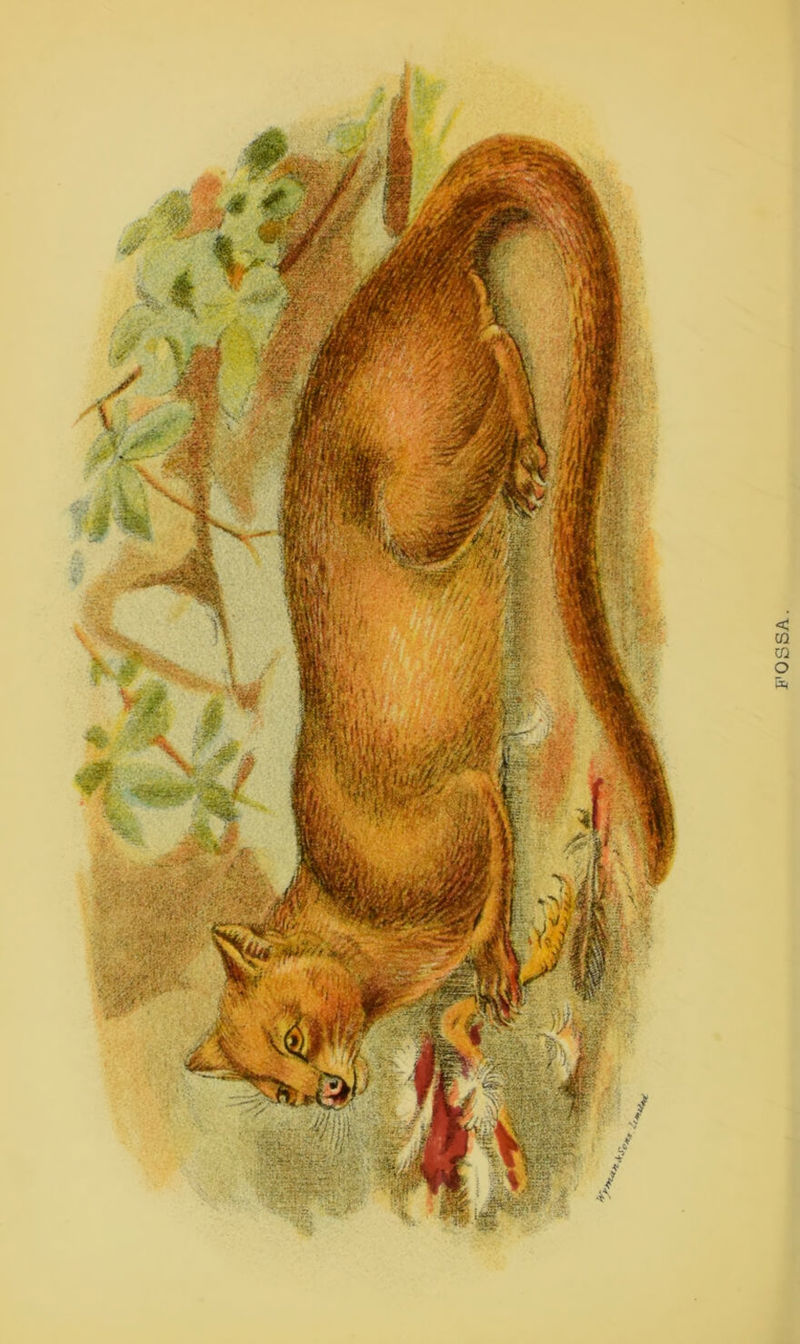 FOSSA.