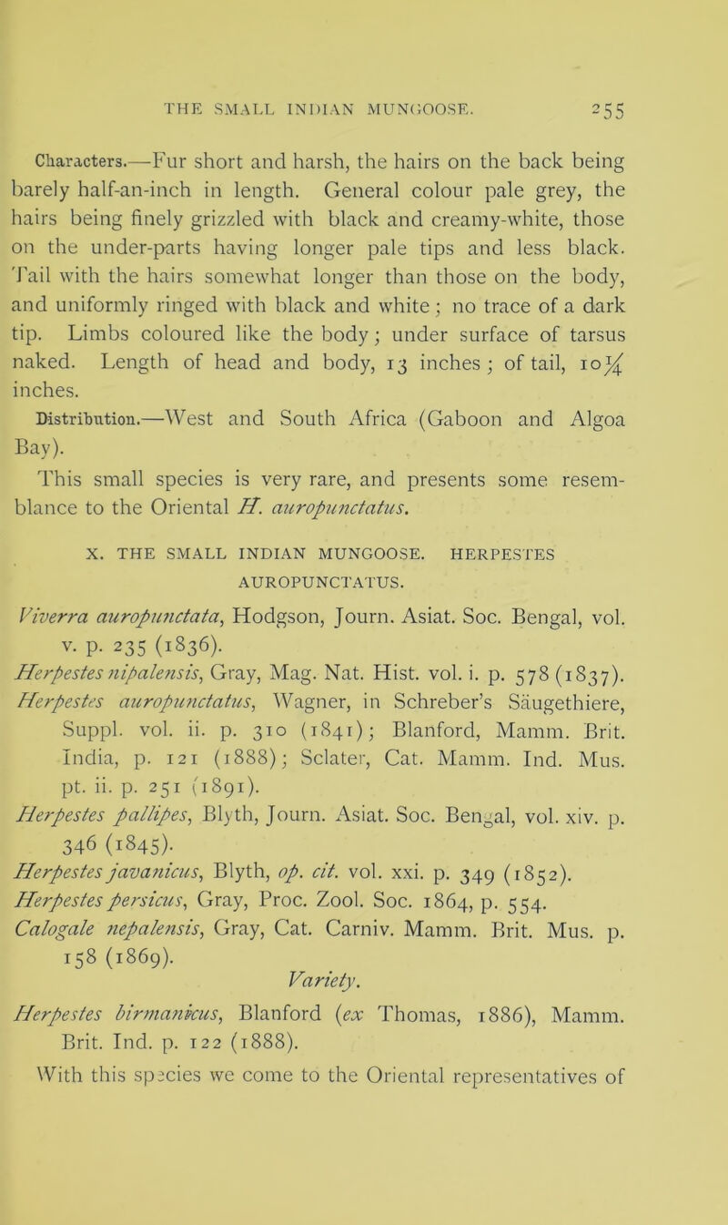 Characters.—Fur short and harsh, the hairs on the back being barely half-an-inch in length. General colour pale grey, the hairs being finely grizzled with black and creamy-white, those on the under-parts having longer pale tips and less black. Tail with the hairs somewhat longer than those on the body, and uniformly ringed with black and white; no trace of a dark tip. Limbs coloured like the body; under surface of tarsus naked. Length of head and body, 13 inches ; of tail, 10^ inches. Distribution.—West and South Africa (Gaboon and Aleroa Bay). This small species is very rare, and presents some resem- blance to the Oriental H. auropunctatus. X. THE SMALL INDIAN MUNGOOSE. HERPESTES AUROPUNCTATUS. Viverra auropunctata, Hodgson, Journ. Asiat. Soc. Bengal, vol. v. p. 235 (1836). Herpestes nipalensis, Gray, Mag. Nat. Hist. vol. i. p. 578(1837). Herpestes auropunctatus, Wagner, in Schreber’s Saugethiere, Suppl. vol. ii. p. 310 (1841); Blanford, Mamm. Brit. India, p. 121 (1888); Sclater, Cat. Mamm. Ind. Mus. pt. ii. p. 251 (1891). Herpestes pallipes, Blyth, Journ. Asiat. Soc. Bengal, vol. xiv. p. 346 (1845). Herpestes javanicus, Blyth, op. cit. vol. xxi. p. 349 (1852). Herpestespersicus, Gray, Proc. Zool. Soc. 1864, p. 554. Calogale nepalensis, Gray, Cat. Carniv. Mamm. Brit. Mus. p. 158 (1869). Variety. Herpestes birmankus, Blanford (ex Thomas, 1886), Mamm. Brit. Ind. p. 122 (1888). With this species we come to the Oriental representatives of