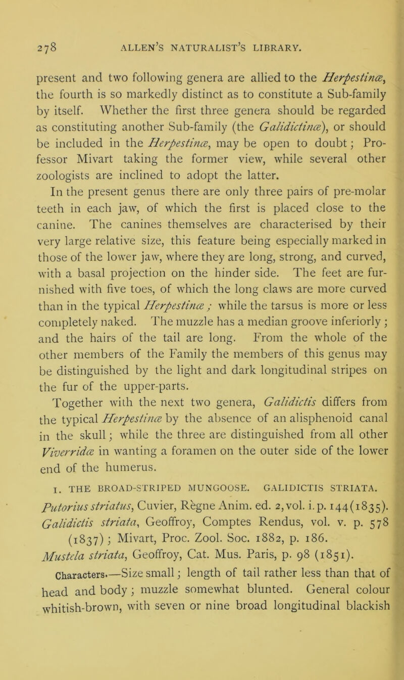 present and two following genera are allied to the Herpestince, the fourth is so markedly distinct as to constitute a Sub-family by itself. Whether the first three genera should be regarded as constituting another Sub-family (the Galidictince), or should be included in the Herpestince, may be open to doubt; Pro- fessor Mivart taking the former view, while several other zoologists are inclined to adopt the latter. In the present genus there are only three pairs of pre-molar teeth in each jaw, of which the first is placed close to the canine. The canines themselves are characterised by their very large relative size, this feature being especially marked in those of the lower jaw, where they are long, strong, and curved, with a basal projection on the hinder side. The feet are fur- nished with five toes, of which the long claws are more curved than in the typical Herpestince ; while the tarsus is more or less completely naked. The muzzle has a median groove inferiorly ; and the hairs of the tail are long. From the whole of the other members of the Family the members of this genus may be distinguished by the light and dark longitudinal stripes on the fur of the upper-parts. Together with the next two genera, Galidictis differs from the typical Herpestince by the absence of an alisphenoid canal in the skull; while the three are distinguished from all other Viverridce in wanting a foramen on the outer side of the lower end of the humerus. I. THE BROAD-STRIPED MUNGOOSE. GALIDICTIS STRIATA. Putoriusstriatus, Cuvier, Regne Anim. ed. 2,vol. i.p. 144(1835). Galidictis striata, Geoffroy, Comptes Rendus, vol. v. p. 578 (1837); Mivart, Proc. Zool. Soc. 1882, p. 186. Mustela striata, Geoffroy, Cat. Mus. Paris, p. 98 (1851). Characters—Size small; length of tail rather less than that of head and body; muzzle somewhat blunted. General colour whitish-brown, with seven or nine broad longitudinal blackish