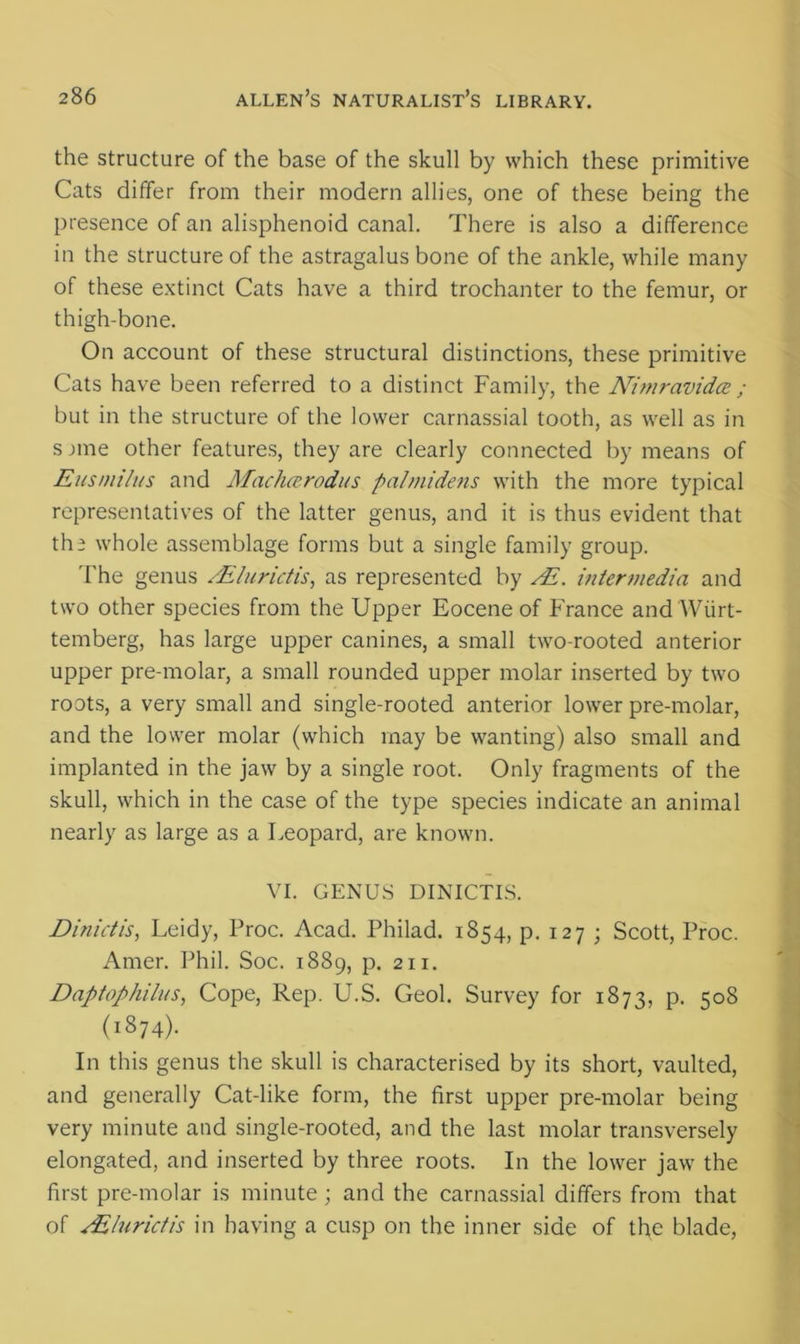 the structure of the base of the skull by which these primitive Cats differ from their modern allies, one of these being the presence of an alisphenoid canal. There is also a difference in the structure of the astragalus bone of the ankle, while many of these extinct Cats have a third trochanter to the femur, or thigh-bone. On account of these structural distinctions, these primitive Cats have been referred to a distinct Family, the Nimravidce ; but in the structure of the lower carnassial tooth, as well as in s jme other features, they are clearly connected by means of Eusmi/us and Machcerodus pcilmidens with the more typical representatives of the latter genus, and it is thus evident that th; whole assemblage forms but a single family group. The genus /Elurictis, as represented by /E. intermedia and two other species from the Upper Eocene of France and AViirt- temberg, has large upper canines, a small two-rooted anterior upper pre-molar, a small rounded upper molar inserted by two roots, a very small and single-rooted anterior lower pre-molar, and the lower molar (which may be wanting) also small and implanted in the jaw by a single root. Only fragments of the skull, which in the case of the type species indicate an animal nearly as large as a Leopard, are known. VI. GENUS DINICTIS. Dinictis, Leidy, Proc. Acad. Philad. 1854, p. 127 ; Scott, Proc. Amer. Phil. Soc. 1889, p. 211. Daptophilus, Cope, Rep. U.S. Geol. Survey for 1873, p. 508 (*874)- In this genus the skull is characterised by its short, vaulted, and generally Cat-like form, the first upper pre-molar being very minute and single-rooted, and the last molar transversely elongated, and inserted by three roots. In the lower jaw the first pre-molar is minute ; and the carnassial differs from that of EElurictis in having a cusp on the inner side of the blade,