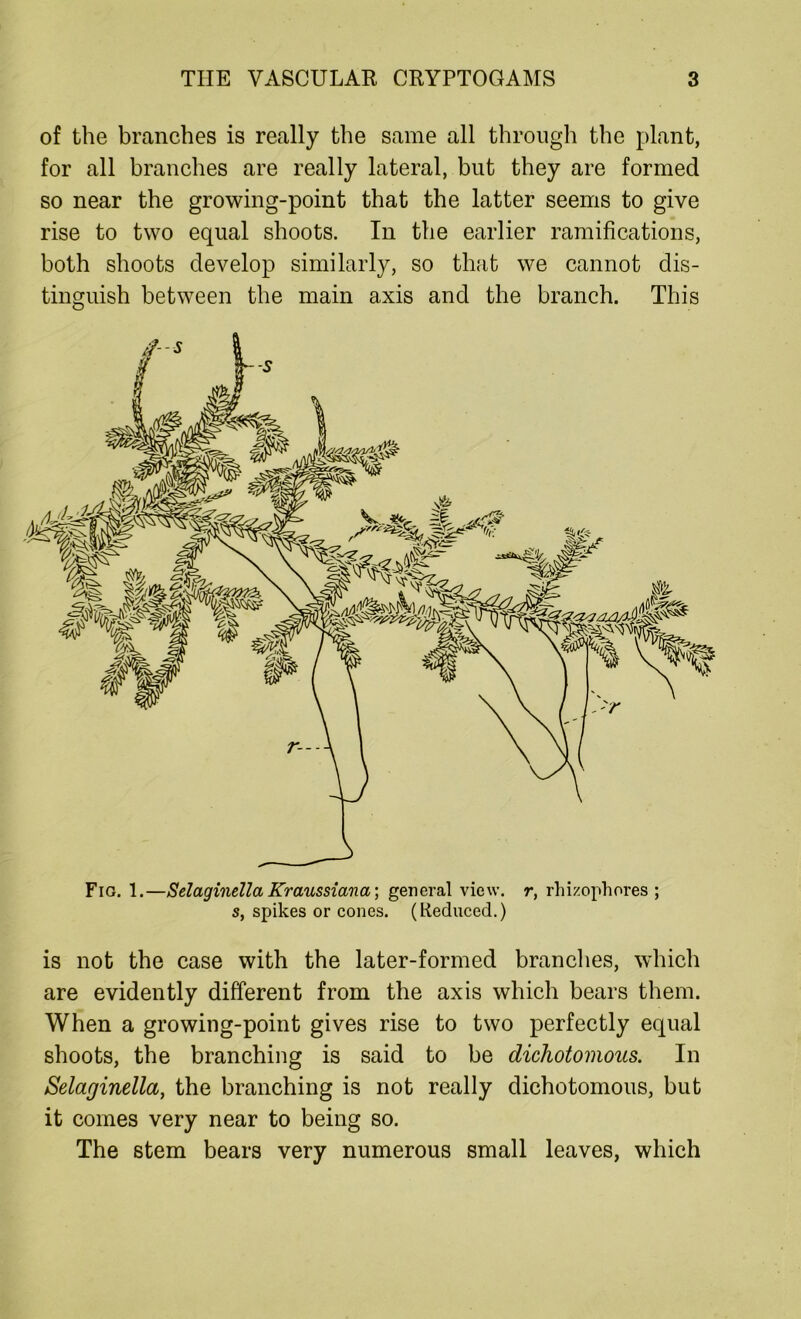 of the branches is really the same all through the plant, for all branches are really lateral, but they are formed so near the growing-point that the latter seems to give rise to two equal shoots. In the earlier ramifications, both shoots develop similarly, so that we cannot dis- tinguish between the main axis and the branch. This is not the case with the later-formed branches, which are evidently different from the axis which bears them. When a growing-point gives rise to two perfectly equal shoots, the branching is said to be dichotomous. In Selaginella, the branching is not really dichotomous, but it comes very near to being so. The stem bears very numerous small leaves, which