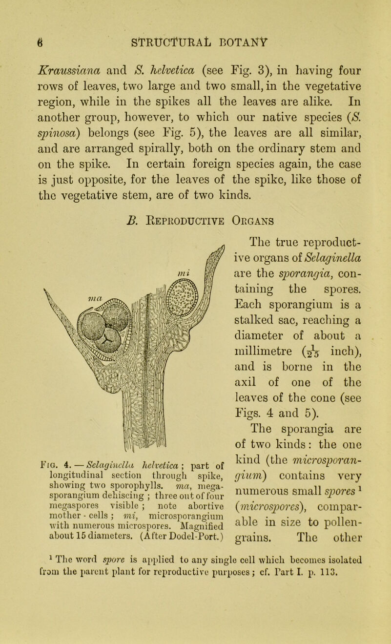 Kraussiana and S. hclvctica (see Fig. 3), in having four rows of leaves, two large and two small, in the vegetative region, while in the spikes all the leaves are alike. In another group, however, to which our native species (S. spinosa) belongs (see Fig. 5), the leaves are all similar, and are arranged spirally, both on the ordinary stem and on the spike. In certain foreign species again, the case is just opposite, for the leaves of the spike, like those of the vegetative stem, are of two kinds. B. Reproductive Organs The true reproduct- ive organs of Selaginella are the sporangia, con- taining the spores. Each sporangium is a stalked sac, reaching a diameter of about a millimetre (2V inch), and is borne in the axil of one of the leaves of the cone (see Figs. 4 and 5). The sporangia are of two kinds: the one kind (the microsporan- gium) contains very numerous small spores1 (microspores), coinpar- grains. The other 1 The word spore is applied to any single cell which becomes isolated from the parent plant for reproductive purposes; cf. Fart I. p. 113. able in size to pollen- Fio. 4.—Selaginella helvetica ; part of longitudinal section through spike, showing two sporophylls. ma, mega- sporangium dehiscing ; three out of four megaspores visible ; note abortive mother - cells ; mi, microsporangium with numerous microspores. Magnified about 15 diameters. (After Dodel-Port.)