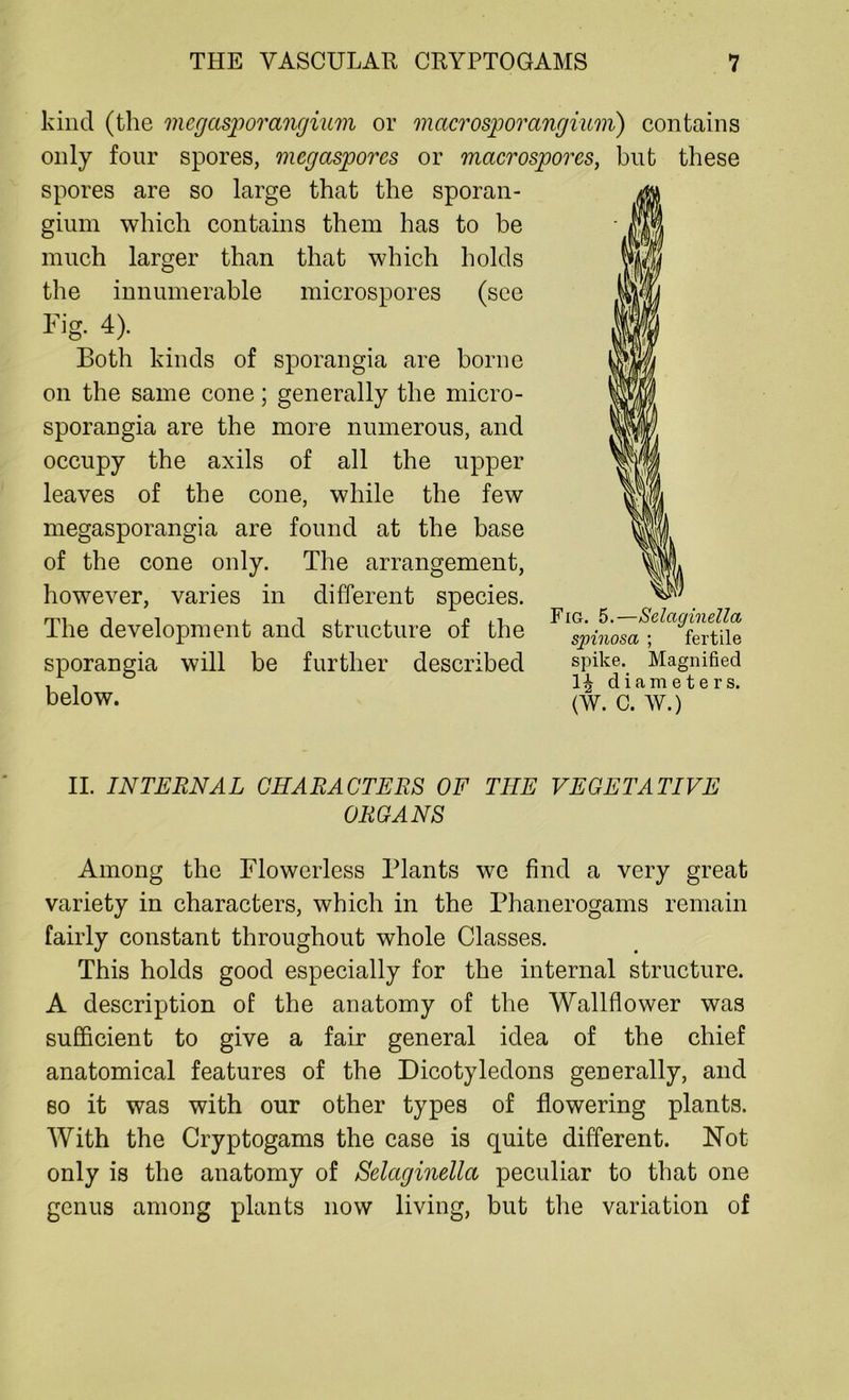 kind (the megasporangium or macrosporangium) contains only four spores, mcgasporcs or macrospores, but these spores are so large that the sporan- gium which contains them has to be much larger than that which holds the innumerable microspores (see Fig. 4). Both kinds of sporangia are borne on the same cone; generally the micro- sporangia are the more numerous, and occupy the axils of all the upper leaves of the cone, while the few megasporangia are found at the base of the cone only. The arrangement, however, varies in different species. rrvi t i i *i i i p <1 Fig. £).—Scl (to m cl let Ihe development and structure or the sjnnosa ; fertile sporangia will be further described spike. Magnified , , diameters. below. (W. c. W.) II. INTERNAL CHARACTERS OF TIIE VEGETATIVE ORGANS Among the Flowerless Plants we find a very great variety in characters, which in the Phanerogams remain fairly constant throughout whole Classes. This holds good especially for the internal structure. A description of the anatomy of the Wallflower was sufficient to give a fair general idea of the chief anatomical features of the Dicotyledons generally, and so it was with our other types of flowering plants. With the Cryptogams the case is quite different. Not only is the anatomy of Selaginella peculiar to that one genus among plants now living, but the variation of