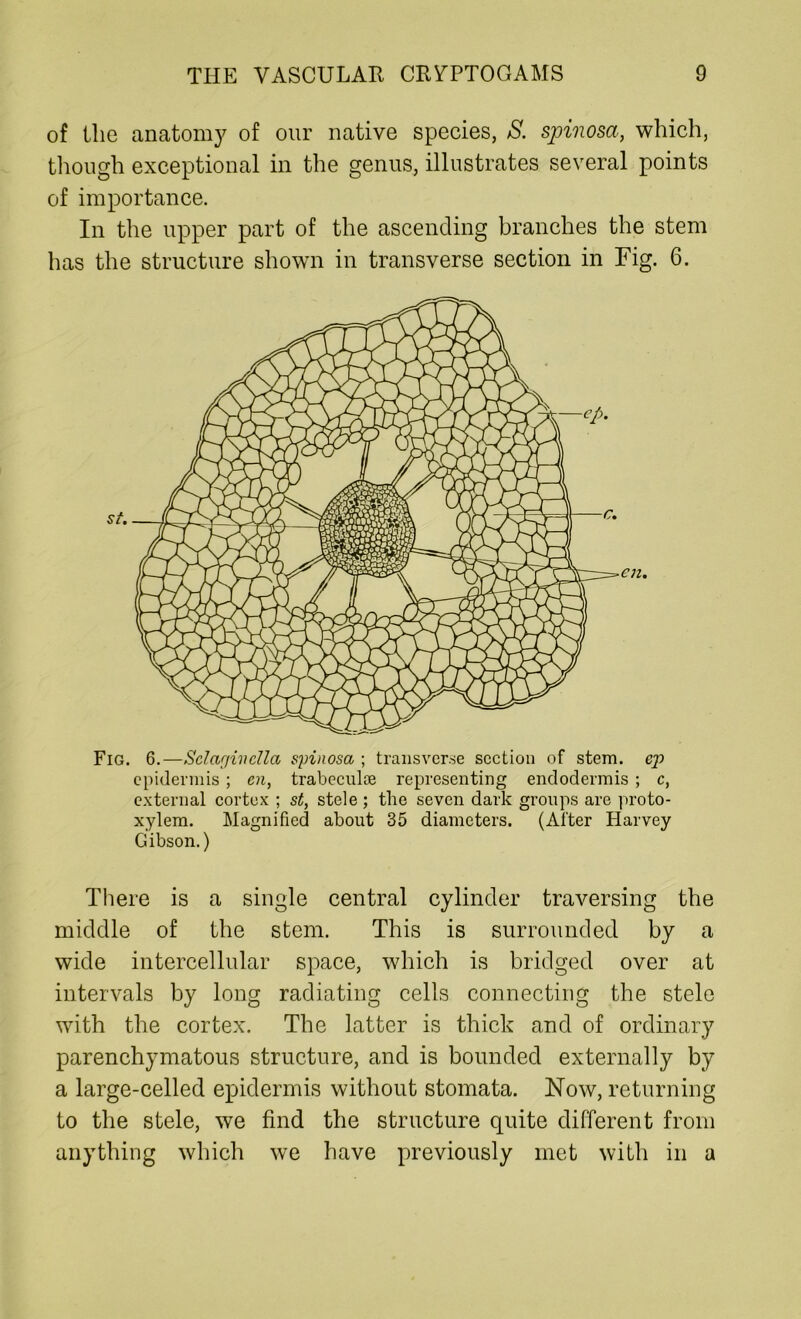 of the anatomy of our native species, S. spinosa, which, though exceptional in the genus, illustrates several points of importance. In the upper part of the ascending branches the stem has the structure shown in transverse section in Fig. 6. Fig. 6.—Sclagivclla spinosa ; transverse section of stem, ep epidermis ; en, trabeculce representing endodermis; c, external cortex ; st, stele ; the seven dark groups are proto- xylem. Magnified about 35 diameters. (After Harvey Gibson.) There is a single central cylinder traversing the middle of the stem. This is surrounded by a wide intercellular space, which is bridged over at intervals by long radiating cells connecting the stele with the cortex. The latter is thick and of ordinary parenchymatous structure, and is bounded externally by a large-celled epidermis without stomata. Now, returning to the stele, we find the structure quite different from anything which we have previously met with in a