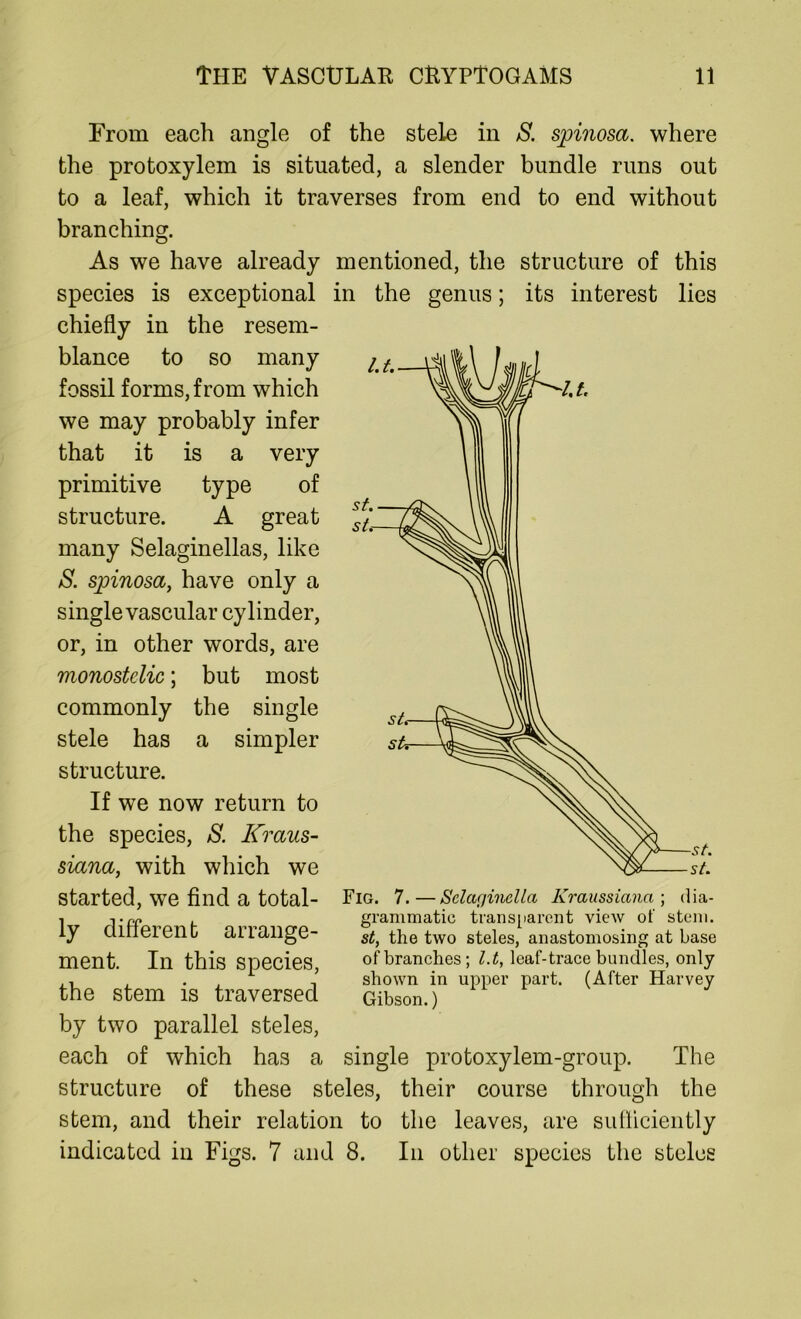 From each angle of the stele in S. spinosa. where the protoxylem is situated, a slender bundle runs out to a leaf, which it traverses from end to end without branching. As we have already mentioned, the structure of this species is exceptional in the genus; its interest lies chiefly in the resem- blance to so many fossil forms, from which we may probably infer that it is a very primitive type of structure. A great many Selaginellas, like S. spinosa, have only a single vascular cylinder, or, in other words, are monostclic; but most commonly the single stele has a simpler structure. If we now return to the species, S. Kraus- siana, with which we started, we find a total- ly different arrange- ment. In this species, the stem is traversed by two parallel steles, each of which has a single protoxylem-group. The structure of these steles, their course through the stem, and their relation to the leaves, are sufficiently indicated in Figs. 7 and 8. In other species the steles sif. st. Fig. 7.—Sclaginella Kraussiana ; dia- grammatic transparent view of stem. st, the two steles, anastomosing at base of branches; l.t, leaf-trace bundles, only shown in upper part. (After Harvey Gibson.)