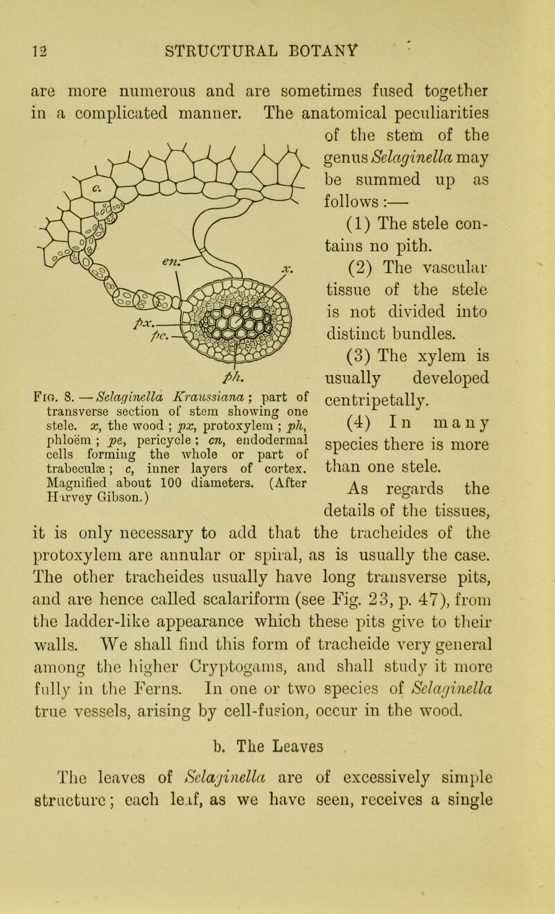 are more numerous and are sometimes fused together in a complicated manner. The anatomical peculiarities of the stem of the genus Selaginella may be summed up as follows :— (1) The stele con- tains no pith. (2) The vascular tissue of the stele is not divided into distinct bundles. (3) The xylem is usually developed centripetally. (4) In many species there is more than one stele. As regards the details of the tissues, it is only necessary to add that the tracheides of the protoxylem are annular or spiral, as is usually the case. The other tracheides usually have long transverse pits, and are hence called scalariform (see Fig. 23, p. 47), from the ladder-like appearance which these pits give to their walls. We shall find this form of tracheide very general among the higher Cryptogams, and shall study it more fully in the Ferns. In one or two species of Selaginella true vessels, arising by cell-fusion, occur in the wood. b. The Leaves The leaves of Selaginella are of excessively simple structure; each leaf, as we have seen, receives a single ph. Fig. 8.—Selaginella Kraussiana; part of transverse section of stem showing one stele, x, the wood ; px, protoxylem ; ph, phloem ; pe, pericycle; cn, endodermal cells forming the whole or part of trabeculae; c, inner layers of cortex. Magnified about 100 diameters. (After Harvey Gibson.)