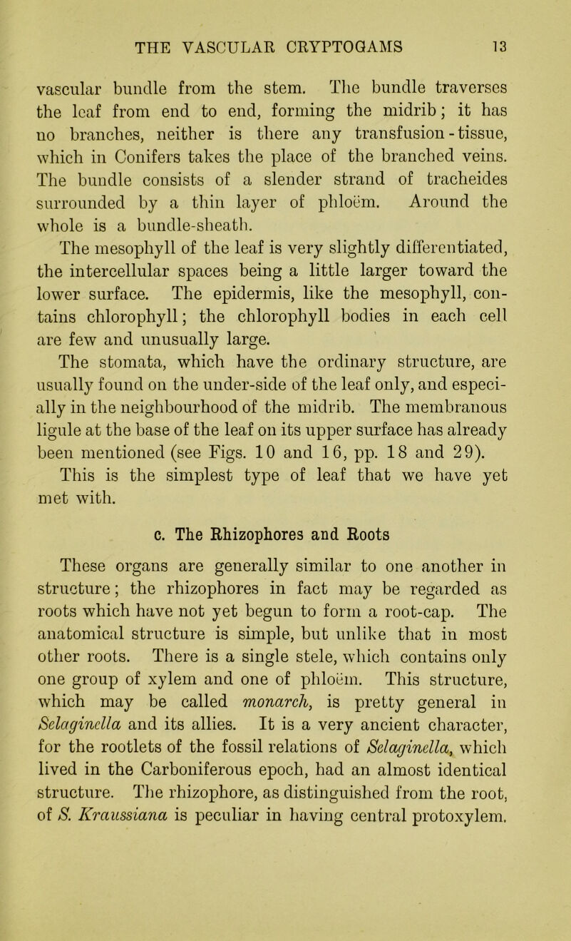 vascular bundle from the stem. The bundle traverses the leaf from end to end, forming the midrib; it has no branches, neither is there any transfusion-tissue, which in Conifers takes the place of the branched veins. The bundle consists of a slender strand of tracheides surrounded by a thin layer of phloem. Around the whole is a bundle-sheath. The mesophyll of the leaf is very slightly differentiated, the intercellular spaces being a little larger toward the lower surface. The epidermis, like the mesophyll, con- tains chlorophyll; the chlorophyll bodies in each cell are few and unusually large. The stomata, which have the ordinary structure, are usually found on the under-side of the leaf only, and especi- ally in the neighbourhood of the midrib. The membranous ligule at the base of the leaf on its upper surface has already been mentioned (see Figs. 10 and 16, pp. 18 and 29). This is the simplest type of leaf that we have yet met with. c. The Rhizophores and Roots These organs are generally similar to one another in structure; the rhizophores in fact may be regarded as roots which have not yet begun to form a root-cap. The anatomical structure is simple, but unlike that in most other roots. There is a single stele, which contains only one group of xylem and one of phloem. This structure, which may be called monarch, is pretty general in Selaginclla and its allies. It is a very ancient character, for the rootlets of the fossil relations of Sclagindla, which lived in the Carboniferous epoch, had an almost identical structure. The rhizophore, as distinguished from the root, of S. Kraussiana is peculiar in having central protoxylem.