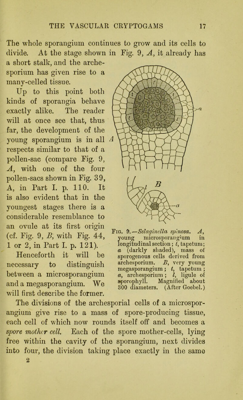 The whole sporangium continues to grow and its cells to divide. At the stage shown a short stalk, and the arche- sporium has given rise to a many-celled tissue. Lip to this point both kinds of sporangia behave exactly alike. The reader will at once see that, thus far, the development of the young sporangium is in all respects similar to that of a pollen-sac (compare Fig. 9, A, with one of the four pollen-sacs shown in Fig. 39, A, in Part I. p. 110. It is also evident that in the youngest stages there is a considerable resemblance to an ovule at its first origin (cf. Fig. 9, B, with Fig. 44, 1 or 2, in Part I. p. 121). Henceforth it will be necessary to distinguish between a microsporangium and a megasporangium. We will first describe the former. in Fig. 9, A, it already has Fig. S.^Selaginella splnosa. A, young microsporang'um in longitudinal section ; t, tapetum; a (darkly shaded), mass of sporogenous cells derived from archesporium. B, very young megasporangium ; t, tapetum ; a, archesporium ; l, ligule of aporophyll. Magnified about 300 diameters. (After Goebel.) The divisions of the archesporial cells of a microspor- angium give rise to a mass of spore-producing tissue, each cell of which now rounds itself off and becomes a spore mother cell. Each of the spore mother-cells, lying free within the cavity of the sporangium, next divides into four, the division taking place exactly in the same 2
