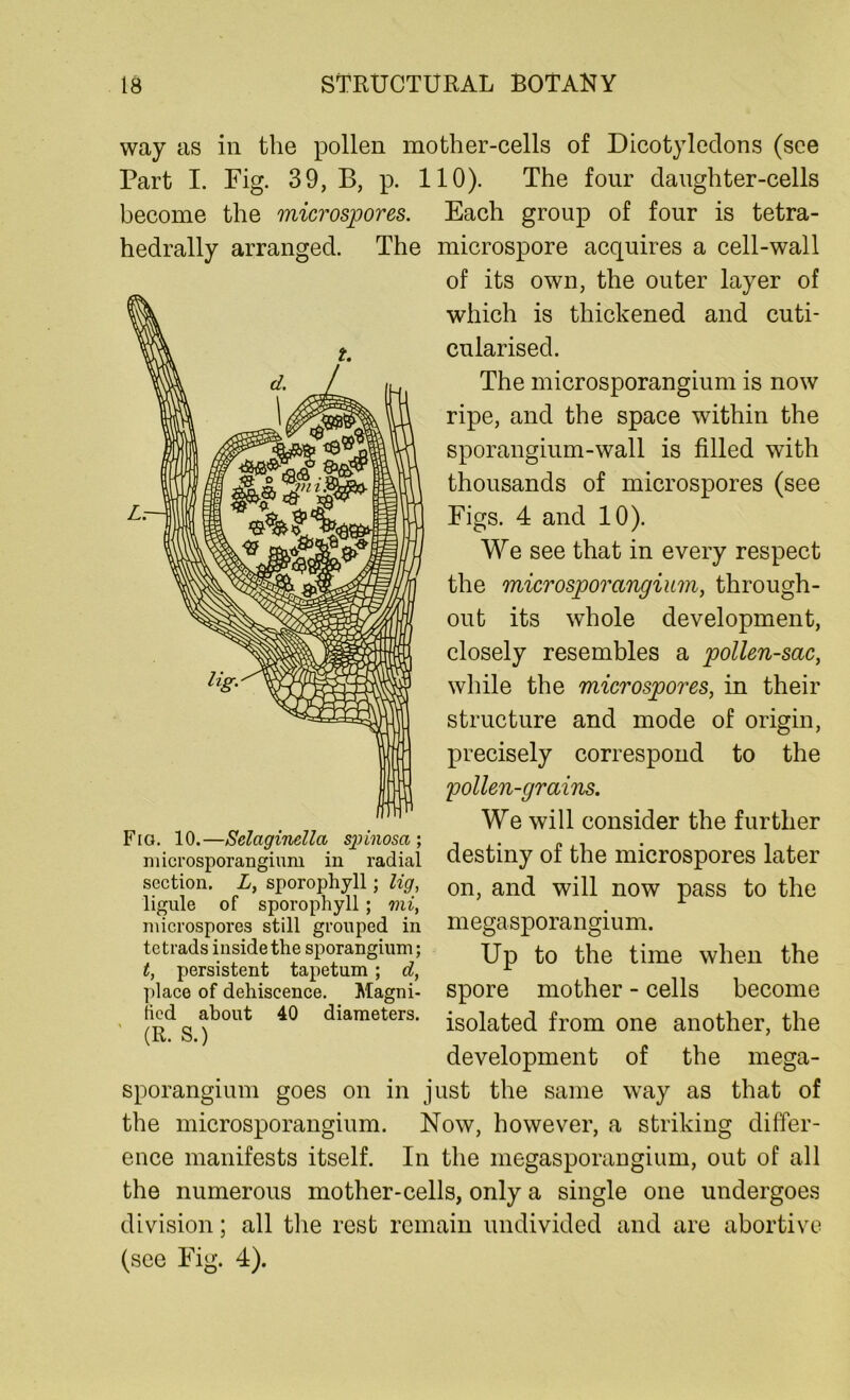 way as in the pollen mother-cells of Dicotyledons (see Part I. Fig. 39, B, p. 110). The four daughter-cells become the microspores. Each group of four is tetra- hedrally arranged. The microspore acquires a cell-wall of its own, the outer layer of which is thickened and cuti- cularised. The microsporangium is now ripe, and the space within the sporangium-wall is filled with thousands of microspores (see Figs. 4 and 10). We see that in every respect the microsporangium, through- out its whole development, closely resembles a pollen-sac, while the microspores, in their structure and mode of origin, precisely correspond to the pollen-grains. We will consider the further Fig. 10.—Sclctginella spinosa; , . „ . . . nncrosporangium in radial destiny of the microspores later section. L, sporophyll; lig, on and will now pass to the ligule of sporophyll; mi, . microspores still grouped in megasporangium. tetrads inside the sporangium; Up to the time when the t, persistent tapetum; a, c place of dehiscence. Magni- spore mother - cells become (Rd S )bout 40 diameters* isolated from one another, the development of the mega- sporangium goes on in just the same way as that of the microsporangium. Now, however, a striking differ- ence manifests itself. In the megasporangium, out of all the numerous mother-cells, only a single one undergoes division; all the rest remain undivided and are abortive (see Fig. 4).