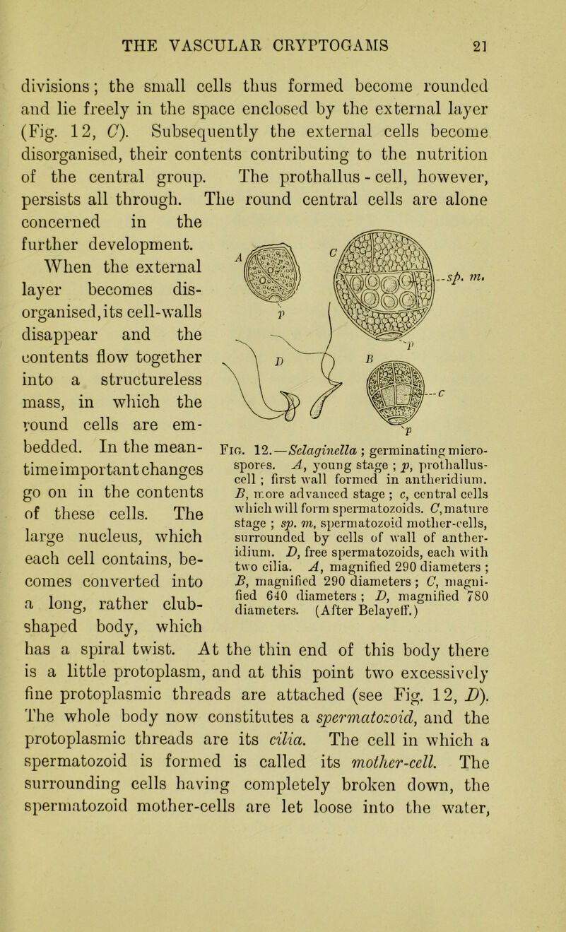 divisions; the small cells thus formed become rounded and lie freely in the space enclosed by the external layer (Fig. 12, C). Subsequently the external cells become disorganised, their contents contributing to the nutrition of the central group. The prothallus - cell, however, persists all through. The round central cells are alone concerned in the further development. When the external layer becomes dis- organised, its cell-walls disappear and the contents flow together into a structureless mass, in which the round cells are em- bedded. In the mean- time important changes go on in the contents of these cells. The large nucleus, which each cell contains, be- comes converted into long, rather club- a Fio. 12.—Sclaginclla; germinating micro- spores. A, young stage ; p, prothallus- cell ; first Avail formed in antlieridium. B, more advanced stage ; c, central cells winch will form spermatozoids. C, mature stage ; sp. m, spermatozoid mother-cells, surrounded by cells of wall of anther- idium. D, free spermatozoids, each with two cilia. A, magnified 290 diameters ; B, magnified 290 diameters ; C, magni- fied 640 diameters ; D, magnified 780 diameters. (After Belayelf.) shaped body, which has a spiral twist. At the thin end of this body there is a little protoplasm, and at this point two excessively fine protoplasmic threads are attached (see Fig. 12, D). The whole body now constitutes a spermatozoid, and the protoplasmic threads are its cilia. The cell in which a spermatozoid is formed is called its mother-cell. The surrounding cells having completely broken down, the spermatozoid mother-cells are let loose into the water,