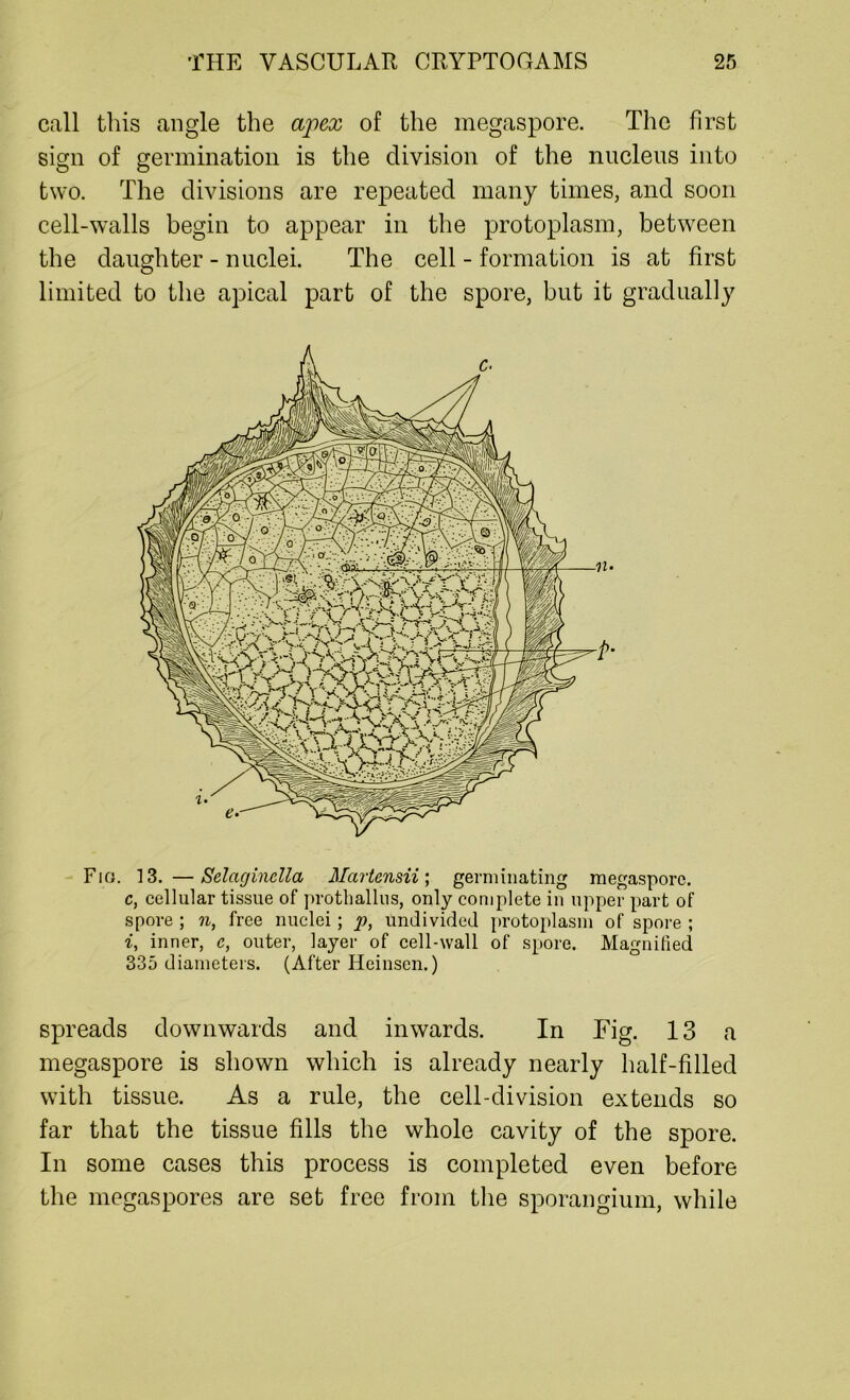 call this angle the apex of the megaspore. The first sign of germination is the division of the nucleus into two. The divisions are repeated many times, and soon cell-walls begin to appear in the protoplasm, between the daughter - nuclei. The cell - formation is at first limited to the apical part of the spore, but it gradually Fig. 13. —Selaginella Martensii; germinating megaspore. c, cellular tissue of prothallus, only complete in upper part of spore ; n, free nuclei; p, undivided protoplasm of spore ; i, inner, e, outer, layer of cell-wall of spore. Magnified 335 diameters. (After Heinsen.) spreads downwards and inwards. In Fig. 13 a megaspore is shown which is already nearly half-filled with tissue. As a rule, the cell-division extends so far that the tissue fills the whole cavity of the spore. In some cases this process is completed even before the megaspores are set free from the sporangium, while