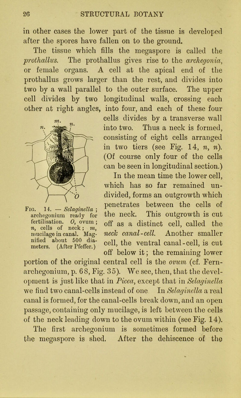 VI. in other cases the lower part of the tissue is developed after the spores have fallen on to the ground. The tissue which fills the megaspore is called the prothallus. The prothallus gives rise to the archegonia, or female organs. A cell at the apical end of the prothallus grows larger than the rest, and divides into two by a wall parallel to the outer surface. The upper cell divides by two longitudinal walls, crossing each other at right angles, into four, and each of these four cells divides by a transverse wall into two. Thus a neck is formed, consisting of eight cells arranged in two tiers (see Fig. 14, n, n). (Of course only four of the cells can be seen in longitudinal section.) In the mean time the lower cell, which has so far remained un- divided, forms an outgrowth which penetrates between the cells of the neck. This outgrowth is cut off as a distinct cell, called the neck canal-cell. Another smaller cell, the ventral canal-cell, is cut off below it; the remaining lower portion of the original central cell is the ovum (cf. Fern- archegonium, p. 68, Fig. 35). We see, then, that the devel- opment is just like that in Picca, except that in Selaginella we find two canal-cells instead of one In Selaginella a real canal is formed, for the canal-cells break down, and an open passage, containing only mucilage, is left between the cells of the neck leading down to the ovum within (see Fig. 14). The first archegonium is sometimes formed before the megaspore is shed. After the dehiscence of the Fig. 14. — Selaginella ; archegoniura ready for fertilisation. 0, ovum ; n, cells of neck; m, mucilage in canal. Mag- nified about 500 dia- meters. (After Pfeifer.)