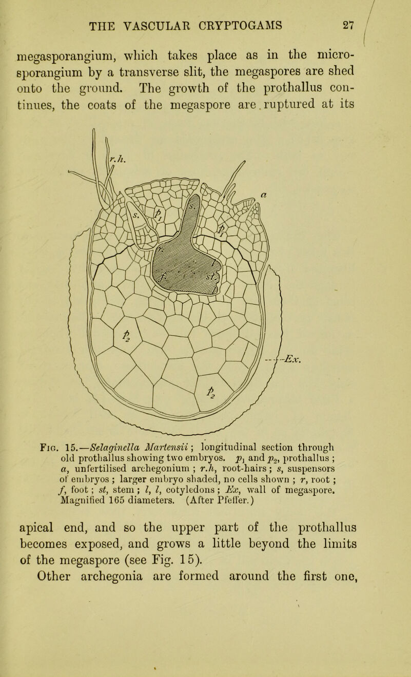 megasporangium, which takes place as in the micro- sporangium by a transverse slit, the megaspores are shed onto the ground. The growth of the prothallus con- tinues, the coats of the megaspore are. ruptured at its Fig. 15.—Selaginclla Martensii ; longitudinal section through old prothallus showing two embryos. p} and p.2, prothallus ; a, unfertilised archegonium ; r.h, root-hairs; s, suspensors of embryos ; larger embryo shaded, no cells shown ; r, root ; /, foot; st, stem ; l, l, cotyledons ; Ex, wall of megaspore. Magnified 165 diameters. (After Pfeifer.) apical end, and so the upper part of the prothallus becomes exposed, and grows a little beyond the limits of the megaspore (see Fig. 15). Other archegonia are formed around the first one,