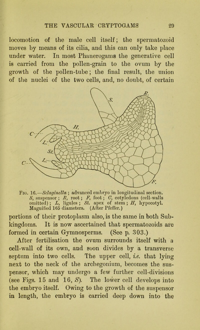 locomotion of the male cell itself; the spermatozoid moves by means of its cilia, and this can only take place under water. In most Phanerogams the generative cell is carried from the pollen-grain to the ovum by the growth of the pollen-tube; the final result, the union of the nuclei of the two cells, and, no doubt, of certain Pig. 16.—Selaginella ; advanced embryo in longitudinal section. S, suspensor ; JR, root; F, foot; C, cotyledons (cell-walls omitted) ; L, ligules ; St. apex of stem ; II, liypocotyl. Magnified 165 diameters. (After Pfeifer.) portions of their protoplasm also, is the same in both Sub- kingdoms. It is now ascertained that spermatozoids are formed in certain Gymnosperms. (See p. 303.) After fertilisation the ovum surrounds itself with a cell-wall of its own, and soon divides by a transverse septum into two cells. The upper cell, i.e. that lying next to the neck of the archegonium, becomes the sus- pensor, which may undergo a few further cell-divisions (see Pigs. 15 and 16, S). The lower cell develops into the embryo itself. Owing to the growth of the suspensor in length, the embryo is carried deep down into the