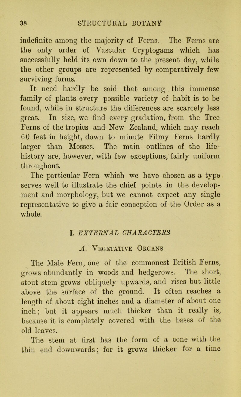 indefinite among the majority of Ferns. The Ferns are the only order of Vascular Cryptogams which has successfully held its own down to the present day, while the other groups are represented by comparatively few surviving forms. It need hardly be said that among this immense family of plants every possible variety of habit is to be found, while in structure the differences are scarcely less great. In size, we find every gradation, from the Tree Ferns of the tropics and New Zealand, which may reach 60 feet in height, down to minute Filmy Ferns hardly larger than Mosses. The main outlines of the life- history are, however, with few exceptions, fairly uniform throughout. The particular Fern which we have chosen as a type serves well to illustrate the chief points in the develop- ment and morphology, but we cannot expect any single representative to give a fair conception of the Order as a whole. I. EXTERNAL CHARACTERS A. Vegetative Organs The Male Fern, one of the commonest British Ferns, grows abundantly in woods and hedgerows. The short, stout stem grows obliquely upwards, and rises but little above the surface of the ground. It often reaches a length of about eight inches and a diameter of about one inch; but it appears much thicker than it really is, because it is completely covered with the bases of the old leaves. The stem at first has the form of a cone with the thin end downwards; for it grows thicker for a time