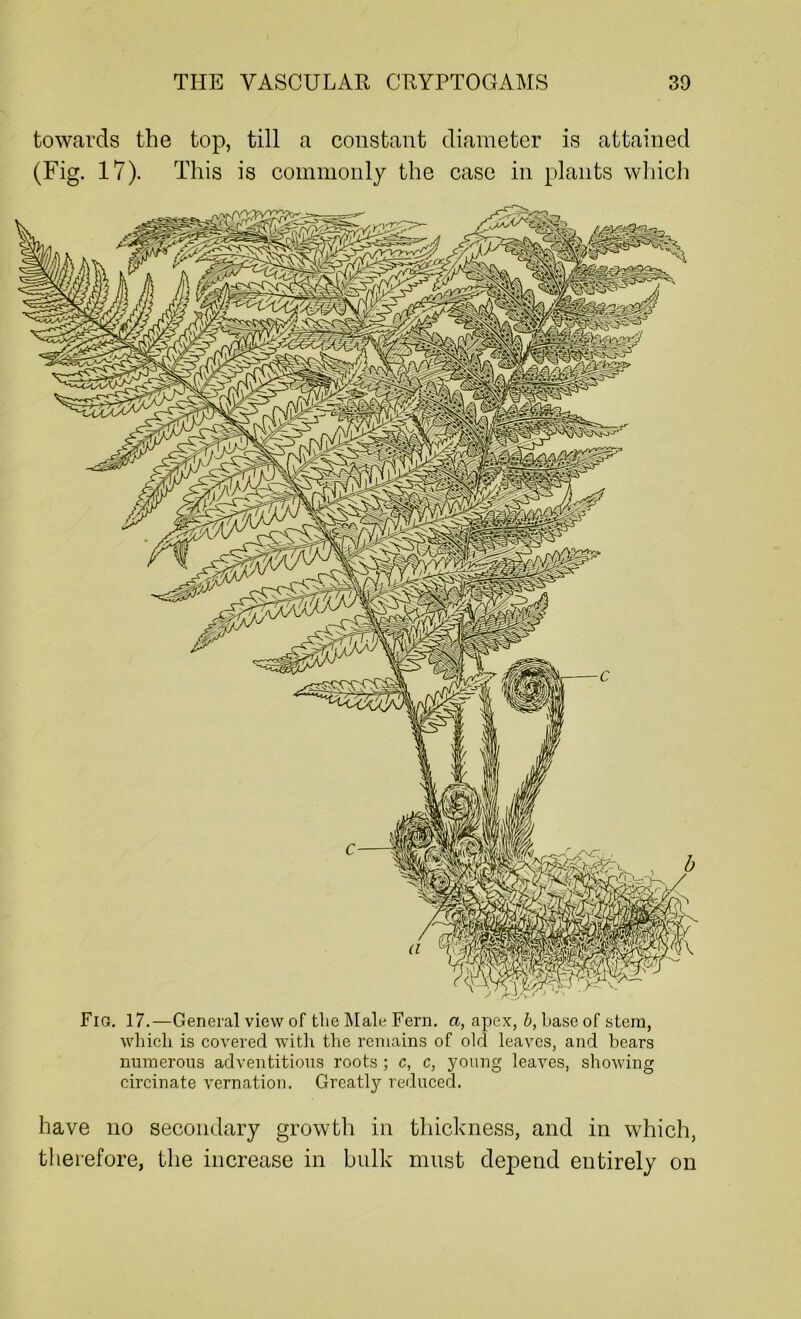 towards the top, till a constant diameter is attained (Fig. 17). This is commonly the case in plants which Fig. 17.—General view of the Male Fern, a, apex, b, base of stem, which is covered with the remains of old leaves, and hears numerous adventitious roots ; c, c, young leaves, showing circinate vernation. Greatly reduced. have no secondary growth in thickness, and in which, therefore, the increase in bulk must depend entirely on
