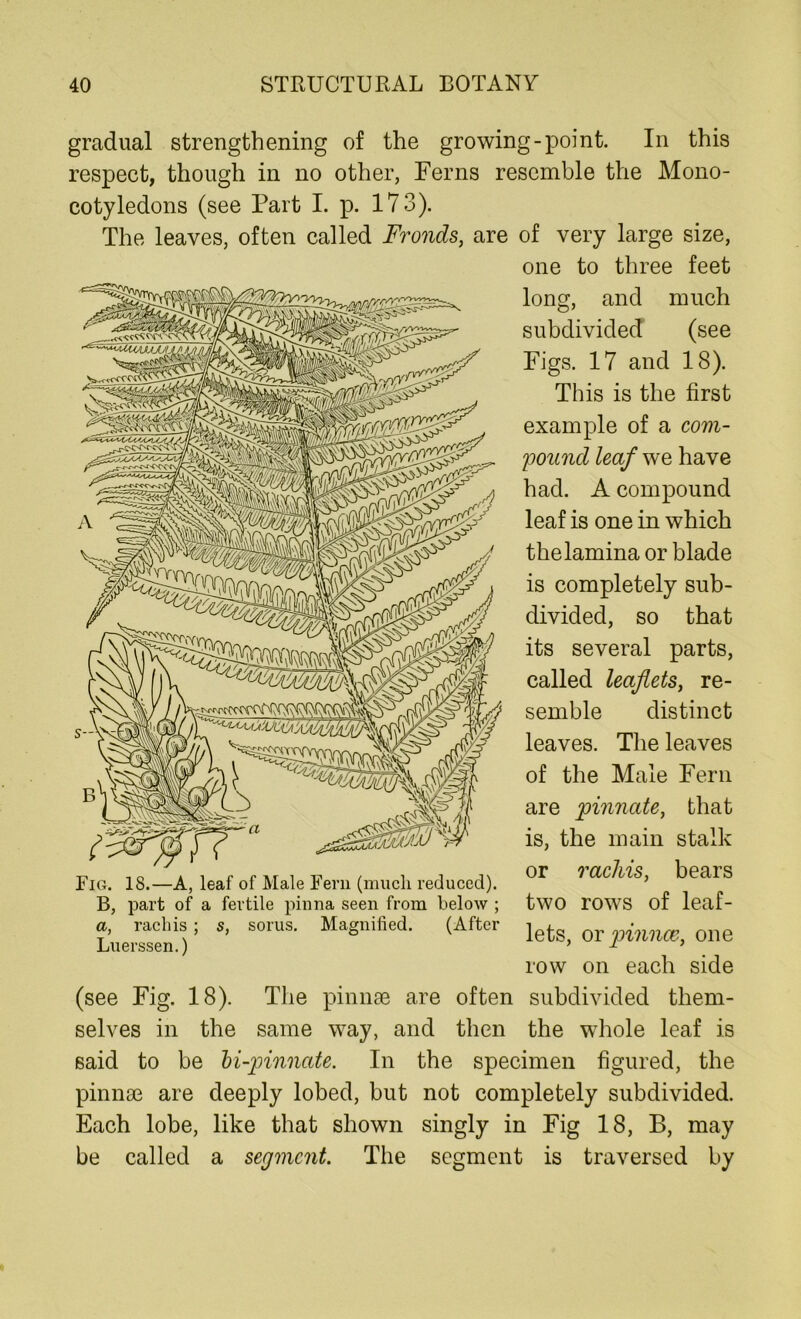 gradual strengthening of the growing-point. In this respect, though in no other, Ferns resemble the Mono- cotyledons (see Part I. p. 173). The leaves, often called Fronds, are of very large size, one to three feet long, and much subdivided (see Figs. 17 and 18). This is the first example of a com- pound leaf we have had. A compound leaf is one in which the lamina or blade is completely sub- divided, so that its several parts, called leaflets, re- semble distinct leaves. The leaves of the Male Fern are pinnate, that is, the main stalk or rachis, bears two rows of leaf- lets, or pinnae, one row on each side (see Fig. 18). The pinnae are often subdivided them- selves in the same way, and then the whole leaf is said to be bi-pinnate. In the specimen figured, the pinnae are deeply lobed, but not completely subdivided. Each lobe, like that shown singly in Fig 18, B, may be called a segment. The segment is traversed by Fig. 18.—A, leaf of Male Fern (much reduced). B, part of a fertile pinna seen from below ; a, rachis; s, sorus. Magnified. (After Luerssen.)