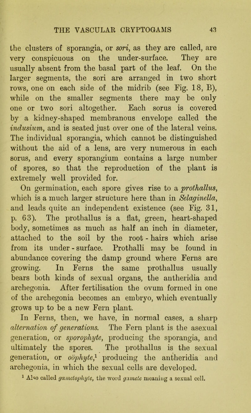 the clusters of sporangia, or sori, as they are called, are very conspicuous on the under-surface. They are usually absent from the basal part of the leaf. On the larger segments, the sori are arranged in two short rows, one on each side of the midrib (see Fig. 18, B), while on the smaller segments there may be only one or two sori altogether. Each sorus is covered by a kidney-shaped membranous envelope called the indusium, and is seated just over one of the lateral veins. The individual sporangia, which cannot be distinguished without the aid of a lens, are very numerous in each sorus, and every sporangium contains a large number of spores, so that the reproduction of the plant is extremely well provided for. On germination, each spore gives rise to a prothallus y which is a much larger structure here than in Selaginella, and leads quite an independent existence (see Fig. 31, p. 63). The prothallus is a flat, green, heart-shaped body, sometimes as much as half an inch in diameter, attached to the soil by the root - hairs which arise from its under - surface. Prothalli may be found in abundance covering the damp ground where Ferns are growing. In Ferns the same prothallus usually bears both kinds of sexual organs, the antheridia and archegonia. After fertilisation the ovum formed in one of the archegonia becomes an embryo, which eventually grows up to be a new Fern plant. In Ferns, then, we have, in normal cases, a sharp cdternation of generations. The Fern plant is the asexual generation, or sporophyte, producing the sporangia, and ultimately the spores. The prothallus is the sexual generation, or oophyte} producing the antheridia and archegonia, in which the sexual cells are developed. 1 Also called gamctoplujic, the word gamete meaning a sexual cell.