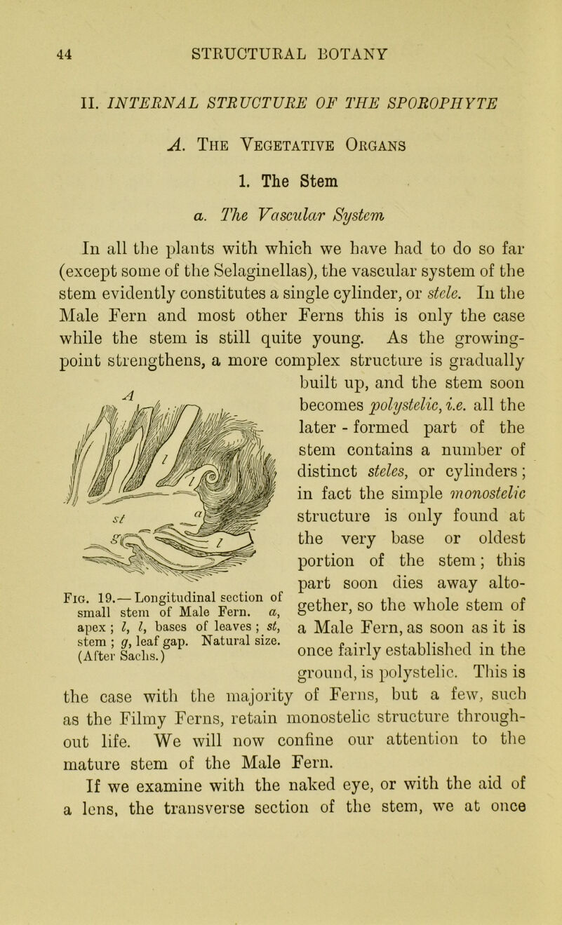 II. INTERNAL STRUCTURE OF THE SPOROPHYTE A. The Vegetative Organs 1. The Stem a. The Vascular System In all the plants with which we have had to do so far (except some of the Selaginellas), the vascular system of the stem evidently constitutes a single cylinder, or stele. In the Male Fern and most other Ferns this is only the case while the stem is still quite young. As the growing- point strengthens, a more complex structure is gradually built up, and the stem soon becomes polystelic, i.e. all the later - formed part of the stem contains a number of distinct steles, or cylinders; in fact the simple monostelic structure is only found at the very base or oldest portion of the stem; this part soon dies away alto- small stem 'of Male Fern, a, gether, SO the whole Stem of apex; I, l, bases of leaves; st, a Male Fern, as soon as it is (After Sachs.) once fairly established m the ground, is polystelic. This is the case with the majority of Ferns, but a few, such as the Filmy Ferns, retain monostelic structure through- out life. We will now confine our attention to the mature stem of the Male Fern. If we examine with the naked eye, or with the aid of a lens, the transverse section of the stem, we at once Fig. 19.— Lougitudinal section of