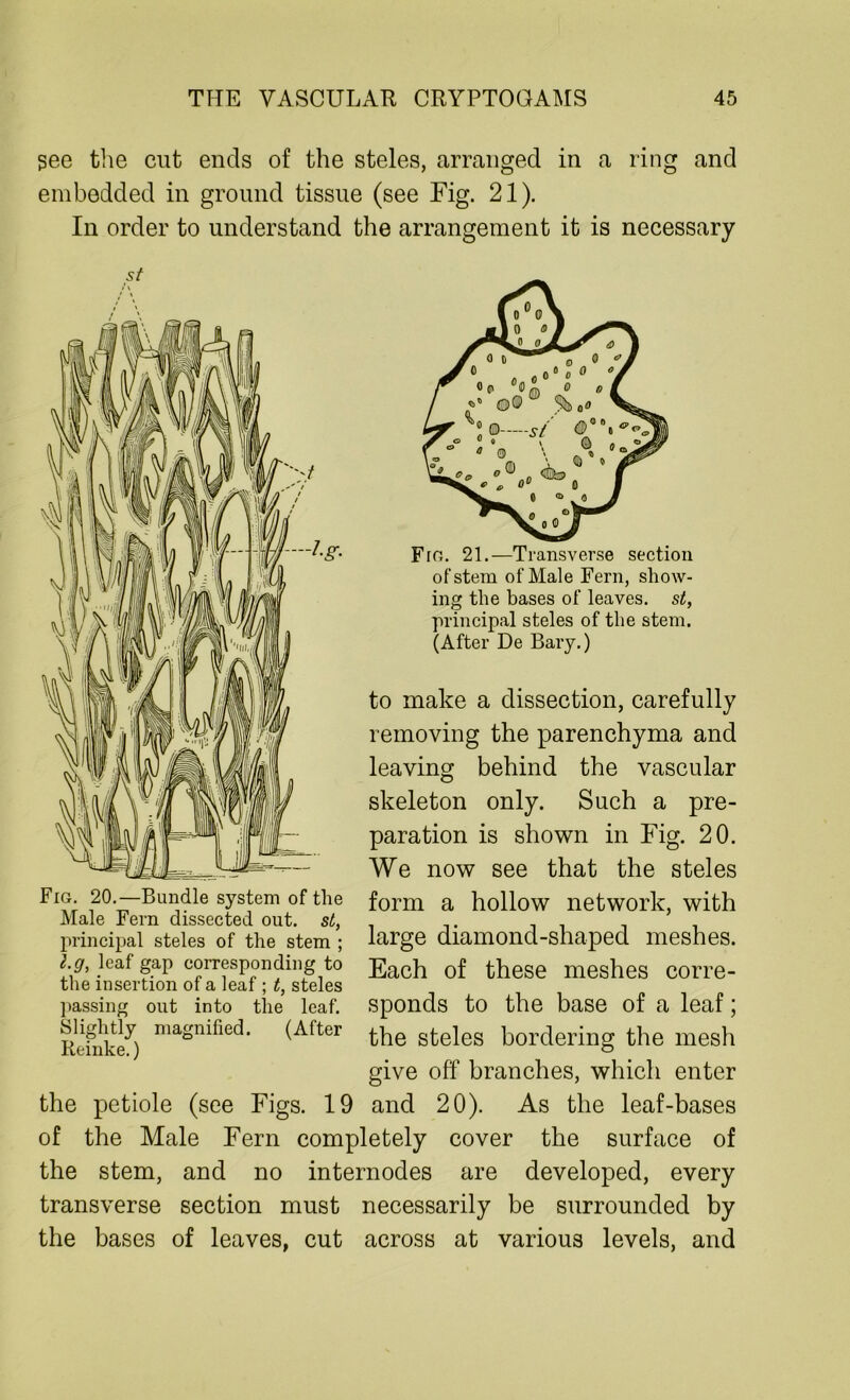 gee the cut ends of the steles, arranged in a ring and embedded in ground tissue (see Fig. 21). In order to understand the arrangement it is necessary st Fro. 21.—Transverse section of stem of Male Fern, show- ing the bases of leaves, st, principal steles of the stem. (After De Bary.) to make a dissection, carefully removing the parenchyma and leaving behind the vascular skeleton only. Such a pre- paration is shown in Fig. 20. We now see that the steles Fig. 20.—Bundle system of the Male Fern dissected out. st, principal steles of the stem ; l.g, leaf gap corresponding to the insertion of a leaf ; t, steles passing out into the leaf. Slightly magnified. (After Reinke.) form a hollow network, with large diamond-shaped meshes. Each of these meshes corre- sponds to the base of a leaf; the steles bordering the mesh give off branches, which enter the petiole (see Figs. 19 and 20). As the leaf-bases of the Male Fern completely cover the surface of the stem, and no internodes are developed, every transverse section must necessarily be surrounded by the bases of leaves, cut across at various levels, and