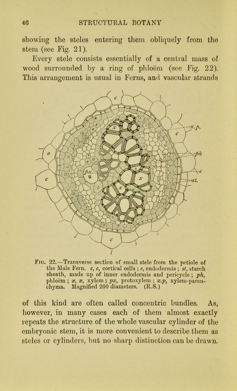 showing the steles entering them obliquely from the stem (see Fig. 21). Every stele consists essentially of a central mass of wood surrounded by a ring of phloem (see Fig. 22). This arrangement is usual in Ferns, and vascular strands Fig. 22.—Transverse section of small stele from the petiole of the Male Fern, c, c, cortical cells ; e, endodermis ; st, starch sheath, made up of inner endodermis and pericycle ; ph, phloem ; x, x, xylem ; px, protoxylem ; x.p, xylem-paren- chyma. Magnified 200 diameters. (R.S.) of this kind are often called concentric bundles. As, however, in many cases each of them almost exactly repeats the structure of the whole vascular cylinder of the embryonic stem, it is more convenient to describe them as steles or cylinders, but no sharp distinction can be drawn.