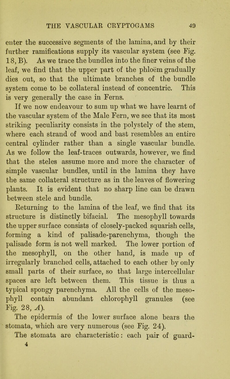enter the successive segments of the lamina, and by their further ramifications supply its vascular system (see Fig. 18, B). As we trace the bundles into the finer veins of the leaf, we find that the upper part of the phloem gradually dies out, so that the ultimate branches of the bundle system come to be collateral instead of concentric. This is very generally the case in Ferns. If we now endeavour to sum up what we have learnt of the vascular system of the Male Fern, we see that its most striking peculiarity consists in the polystely of the stem, where each strand of wood and bast resembles an entire central cylinder rather than a single vascular bundle. As we follow the leaf-traces outwards, however, we find that the steles assume more and more the character of simple vascular bundles, until in the lamina they have the same collateral structure as in the leaves of flowering plants. It is evident that no sharp line can be drawn between stele and bundle. Pteturning to the lamina of the leaf, we find that its structure is distinctly bifacial. The mesophyll towards the upper surface consists of closely-packed squarish cells, forming a kind of palisade-parenchyma, though the palisade form is not well marked. The lower portion of the mesophyll, on the other hand, is made up of irregularly branched cells, attached to each other by only small parts of their surface, so that large intercellular spaces are left between them. This tissue is thus a typical spongy parenchyma. All the cells of the meso- phyll contain abundant chlorophyll granules (see Fig. 28, A). The epidermis of the lower surface alone bears the stomata, which are very numerous (see Fig. 24). The stomata are characteristic: each pair of guard- 4