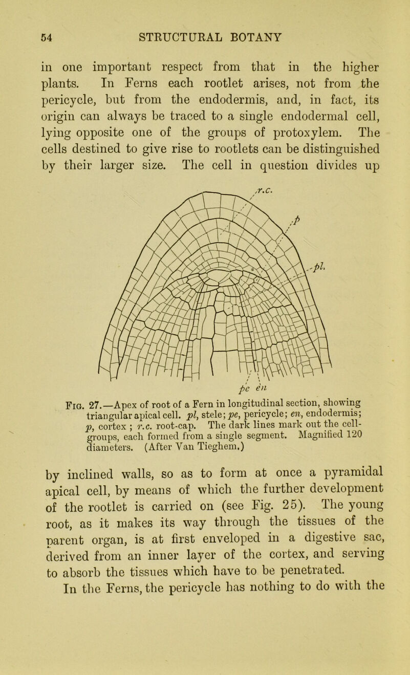 in one important respect from that in the higher plants. In Ferns each rootlet arises, not from the pericycle, but from the endodermis, and, in fact, its origin can always be traced to a single endodermal cell, lying opposite one of the groups of protoxylem. The cells destined to give rise to rootlets can be distinguished by their larger size. The cell in question divides up pc en Fig<. 27.—Apex of root of a Fern in longitudinal section, showing triangular apical cell, pi, stele; pe, pericycle; en, endodermis; p, cortex ; t.c. root-cap. The dark lines mark out the cell- groups, each formed from a single segment. Magnified 120 diameters. (After Van Tiegliem.) by inclined walls, so as to form at once a pyramidal apical cell, by means of which the further development of the rootlet is carried on (see Fig. 25). The young root, as it makes its way through the tissues of the parent organ, is at first enveloped in a digestive sac, derived from an inner layer of the cortex, and serving to absorb the tissues which have to be penetrated. In the Ferns, the pericycle has nothing to do with the