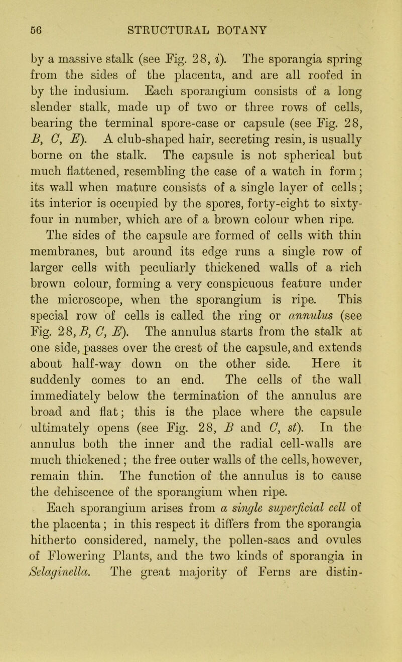 by a massive stalk (see Fig. 28, i). The sporangia spring from the sides of the placenta, and are all roofed in by the indusium. Each sporangium consists of a long slender stalk, made up of two or three rows of cells, bearing the terminal spore-case or capsule (see Fig. 28, B, C, E). A club-shaped hair, secreting resin, is usually borne on the stalk. The capsule is not spherical but much flattened, resembling the case of a watch in form; its wall when mature consists of a single layer of cells; its interior is occupied by the spores, forty-eight to sixty- four in number, which are of a brown colour when ripe. The sides of the capsule are formed of cells with thin membranes, but around its edge runs a single row of larger cells with peculiarly thickened walls of a rich brown colour, forming a very conspicuous feature under the microscope, when the sporangium is ripe. This special row of cells is called the ring or annulus (see Fig. 28, B, C, E). The annulus starts from the stalk at one side, passes over the crest of the capsule, and extends about half-way down on the other side. Here it suddenly comes to an end. The cells of the wall immediately below the termination of the annulus are broad and flat; this is the place where the capsule ultimately opens (see Fig. 28, E and C, st). In the annulus both the inner and the radial cell-walls are much thickened; the free outer walls of the cells, however, remain thin. The function of the annulus is to cause the dehiscence of the sporangium when ripe. Each sporangium arises from a single superficial cell of the placenta ; in this respect it differs from the sporangia hitherto considered, namely, the pollen-sacs and ovules of Flowering Plants, and the two kinds of sporangia in Belaginella. The great majority of Ferns are distin-