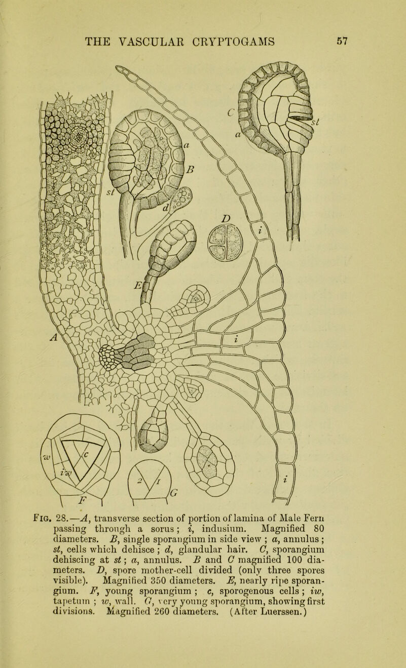 Fig. 28.—A, transverse section of portion of lamina of Male Fern passing through a sorus; i, indusium. Magnified 80 diameters. B, single sporangium in side view ; a, annulus ; st, cells which dehisce ; d, glandular hair. C, sporangium dehiscing at st; a, annulus. B and C magnified 100 dia- meters. D, spore mother-cell divided (only three spores visible). Magnified 350 diameters. E, nearly ripe sporan- gium. F, young sporangium ; c, sporogenous cells ; iw, tapetmn ; w, wall. O, very young sporangium, showing first divisions. Magnified 2G0 diameters. (Al'ter Luerssen.)