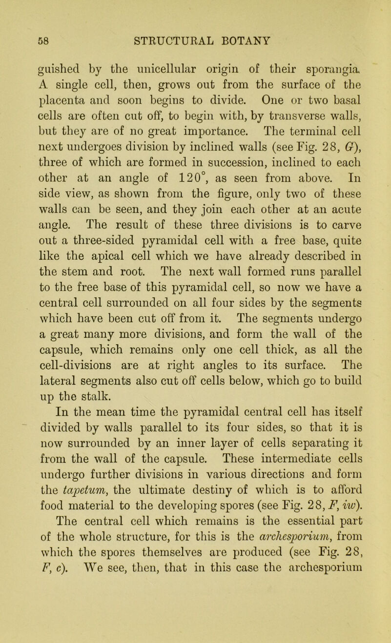 guished by the unicellular origin of their sporangia. A single cell, then, grows out from the surface of the placenta and soon begins to divide. One or two basal cells are often cut off, to begin with, by transverse walls, but they are of no great importance. The terminal cell next undergoes division by inclined walls (see Fig. 28, G), three of which are formed in succession, inclined to each other at an angle of 120°, as seen from above. In side view, as shown from the figure, only two of these walls can be seen, and they join each other at an acute angle. The result of these three divisions is to carve out a three-sided pyramidal cell with a free base, quite like the apical cell which we have already described in the stem and root. The next wall formed runs parallel to the free base of this pyramidal cell, so now we have a central cell surrounded on all four sides by the segments which have been cut off from it. The segments undergo a great many more divisions, and form the wall of the capsule, which remains only one cell thick, as all the cell-divisions are at right angles to its surface. The lateral segments also cut off cells below, which go to build up the stalk. In the mean time the pyramidal central cell has itself divided by walls parallel to its four sides, so that it is now surrounded by an inner layer of cells separating it from the wall of the capsule. These intermediate cells undergo further divisions in various directions and form the tapetum, the ultimate destiny of which is to afford food material to the developing spores (see Fig. 28,F,iw). The central cell which remains is the essential part of the whole structure, for this is the archesporium, from which the spores themselves are produced (see Fig. 28, F, c). We see, then, that in this case the archesporium