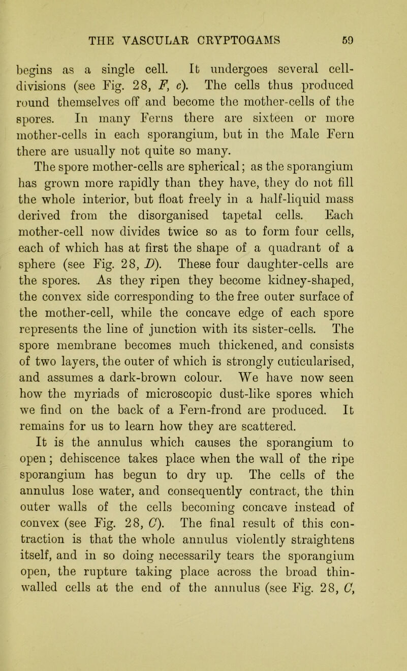 begins as a single cell. It undergoes several cell- divisions (see Fig. 28, F, c). The cells thus produced round themselves off and become the mother-cells of the spores. In many Ferns there are sixteen or more mother-cells in each sporangium, but in the Male Fern there are usually not quite so many. The spore mother-cells are spherical; as the sporangium has grown more rapidly than they have, they do not fill the whole interior, but float freely in a half-liquid mass derived from the disorganised tapetal cells. Each mother-cell now divides twice so as to form four cells, each of which has at first the shape of a quadrant of a sphere (see Fig. 28, D). These four daughter-cells are the spores. As they ripen they become kidney-shaped, the convex side corresponding to the free outer surface of the mother-cell, while the concave edge of each spore represents the line of junction with its sister-cells. The spore membrane becomes much thickened, and consists of two layers, the outer of which is strongly cuticularised, and assumes a dark-brown colour. We have now seen how the myriads of microscopic dust-like spores which we find on the back of a Fern-frond are produced. It remains for us to learn how they are scattered. It is the annulus which causes the sporangium to open; dehiscence takes place when the wall of the ripe sporangium has begun to dry up. The cells of the annulus lose water, and consequently contract, the thin outer walls of the cells becoming concave instead of convex (see Fig. 28, C). The final result of this con- traction is that the whole annulus violently straightens itself, and in so doing necessarily tears the sporangium open, the rupture taking place across the broad thin- walled cells at the end of the annulus (see Fig. 28, C,