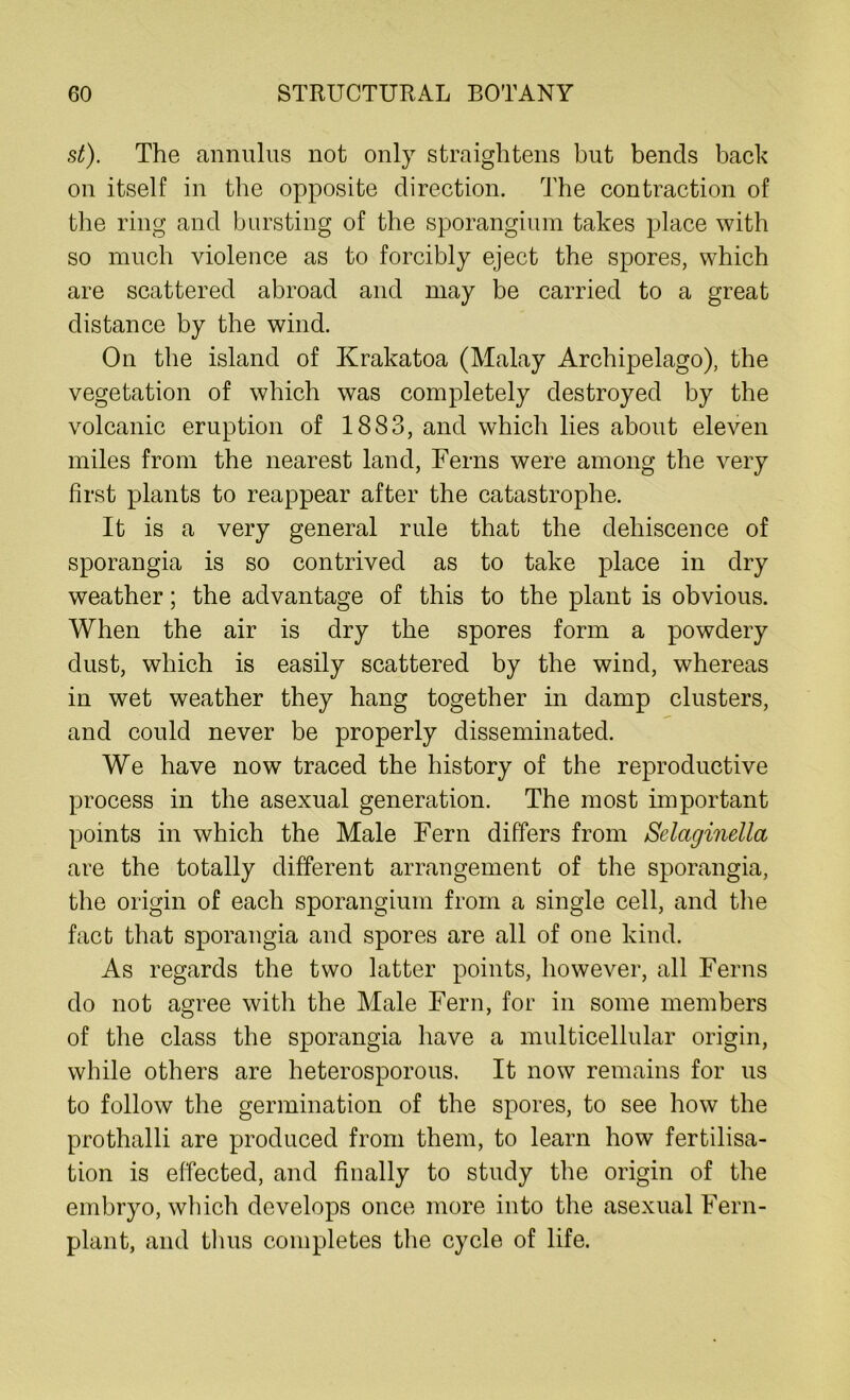 st). The annulus not only straightens but bends bach on itself in the opposite direction. The contraction of the ring and bursting of the sporangium takes place with so much violence as to forcibly eject the spores, which are scattered abroad and may be carried to a great distance by the wind. On the island of Krakatoa (Malay Archipelago), the vegetation of which was completely destroyed by the volcanic eruption of 1883, and which lies about eleven miles from the nearest land, Ferns were among the very first plants to reappear after the catastrophe. It is a very general rule that the dehiscence of sporangia is so contrived as to take place in dry weather; the advantage of this to the plant is obvious. When the air is dry the spores form a powdery dust, which is easily scattered by the wind, whereas in wet weather they hang together in damp clusters, and could never be properly disseminated. We have now traced the history of the reproductive process in the asexual generation. The most important points in which the Male Fern differs from Selaginella are the totally different arrangement of the sporangia, the origin of each sporangium from a single cell, and the fact that sporangia and spores are all of one kind. As regards the two latter points, however, all Ferns do not agree with the Male Fern, for in some members of the class the sporangia have a multicellular origin, while others are heterosporous. It now remains for us to follow the germination of the spores, to see how the prothalli are produced from them, to learn how fertilisa- tion is effected, and finally to study the origin of the embryo, which develops once more into the asexual Fern- plant, and thus completes the cycle of life.